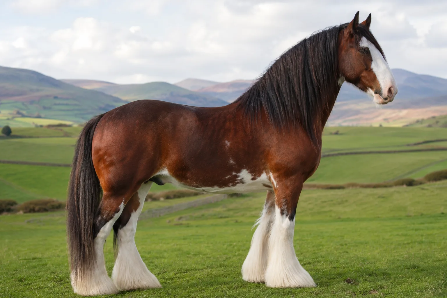 Cheval Abyssinien de robe baie, de profil, debout dans un paysage montagneux d'Éthiopie, montrant sa silhouette compacte et robuste.