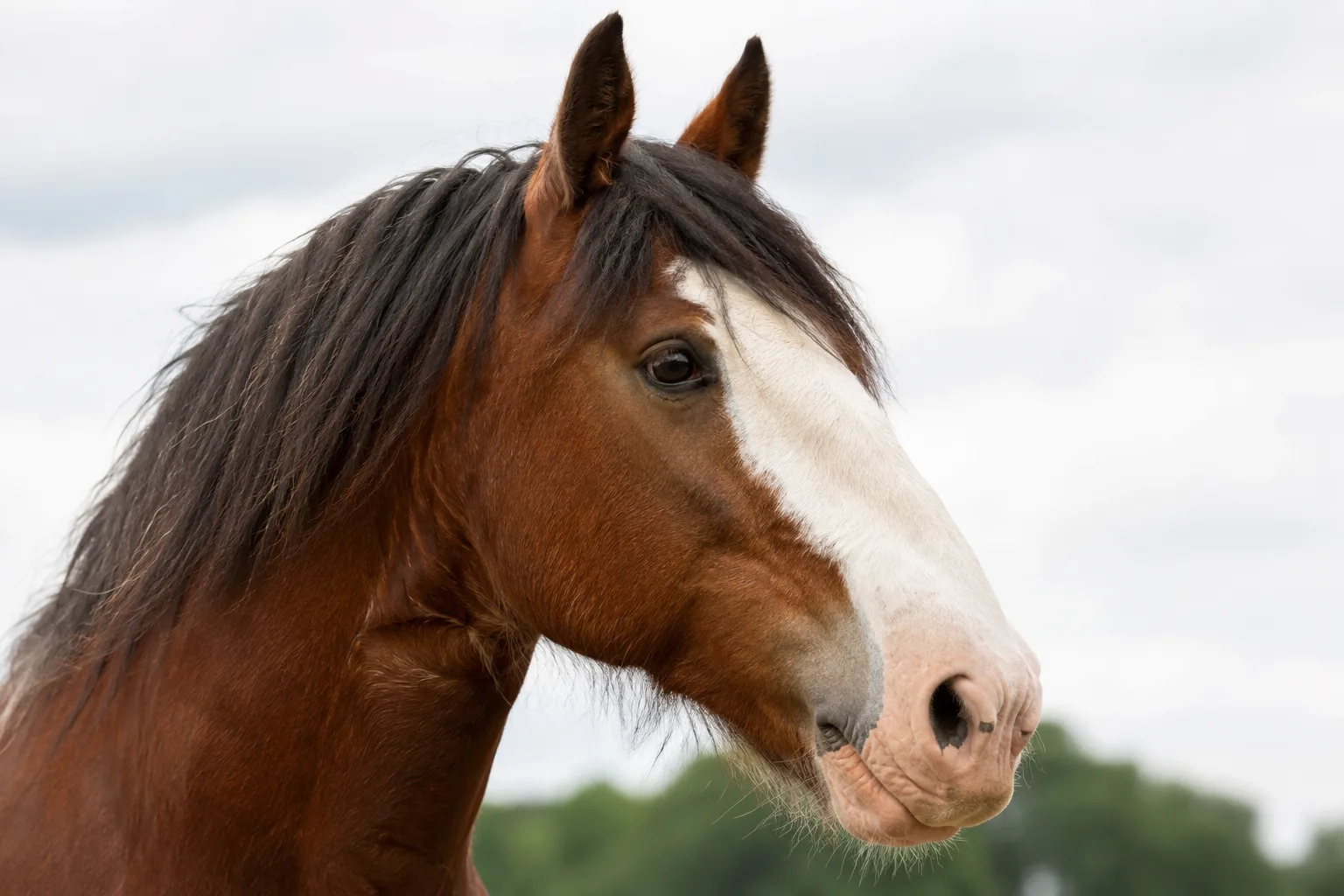 Gros plan sur la tête d'un cheval Abyssinien, montrant son profil rectiligne et ses yeux expressifs.