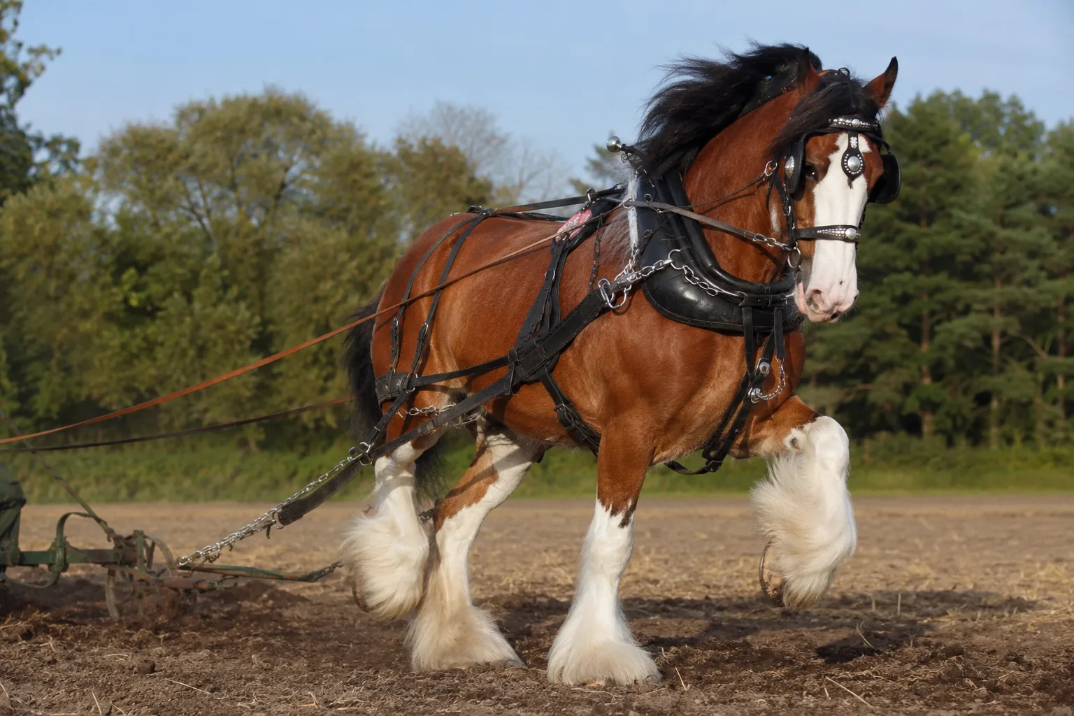 Cheval Abyssinien en action, portant un cavalier sur un sentier de montagne rocheux en Éthiopie, illustrant son agilité et sa sûreté.