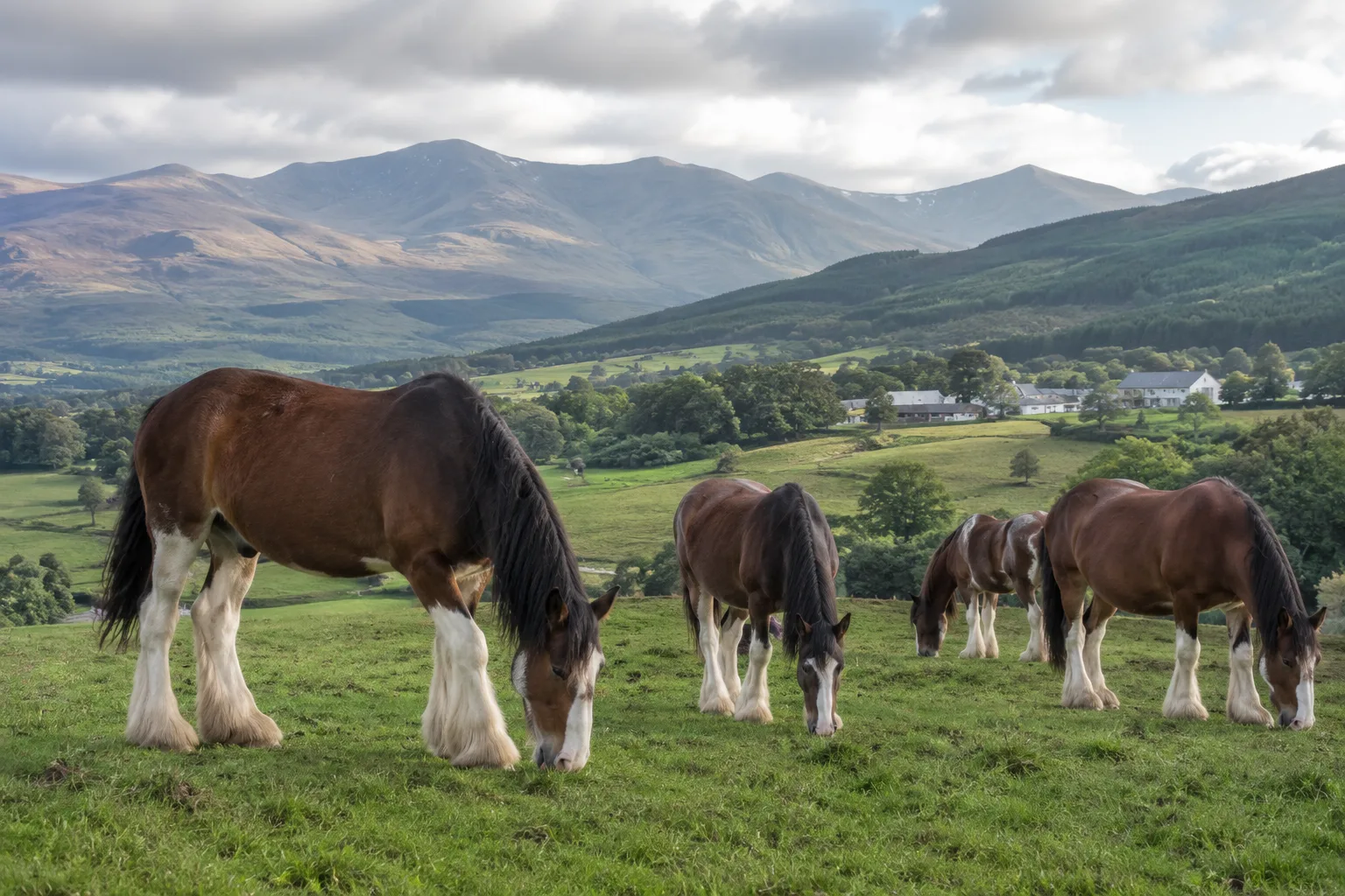 Troupeau de chevaux Abyssiniens paissant dans un pâturage des hauts plateaux éthiopiens, ambiance naturelle.
