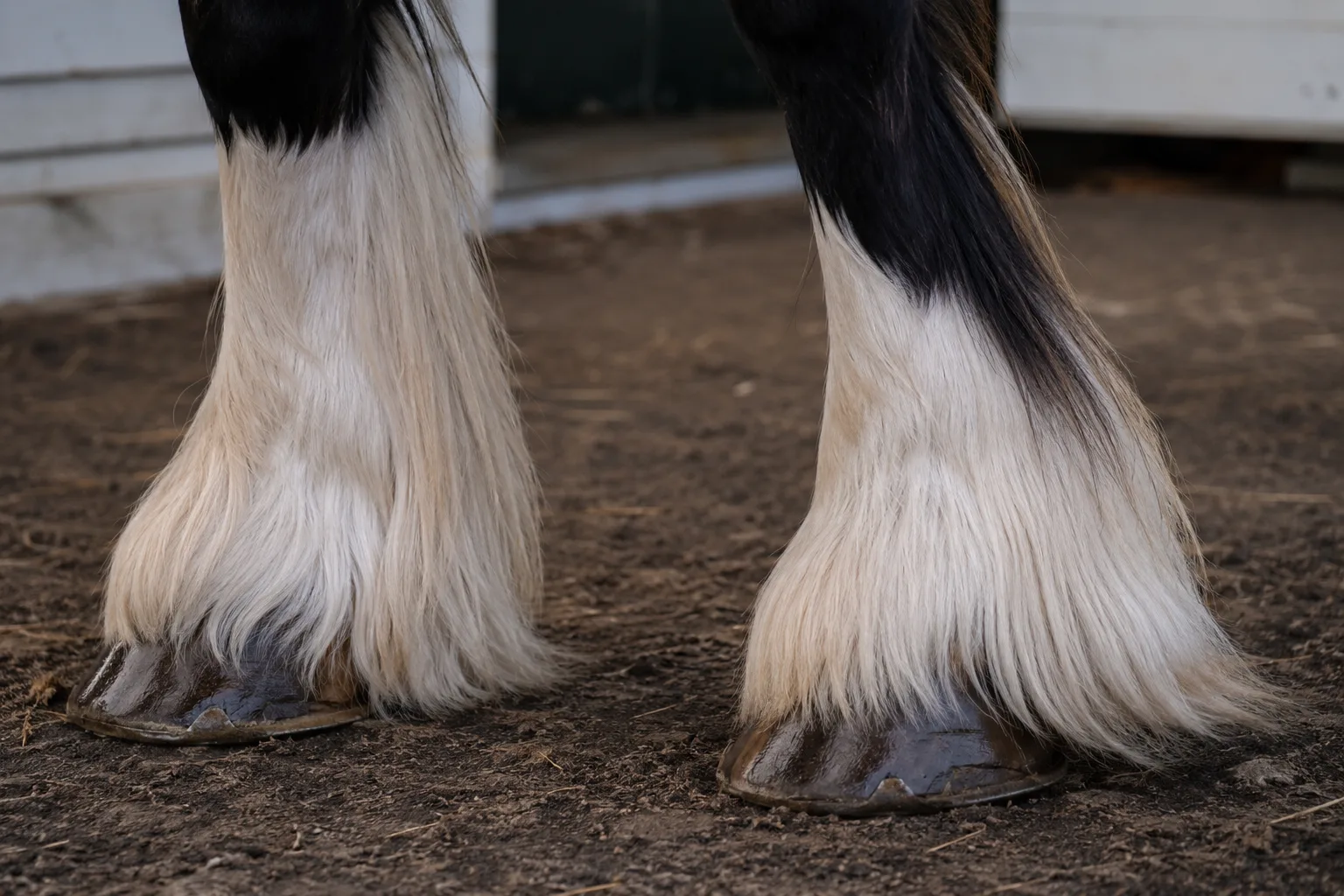 Cheval Abyssinien de robe noire, mettant en évidence son pelage court et ses sabots durs et résistants.