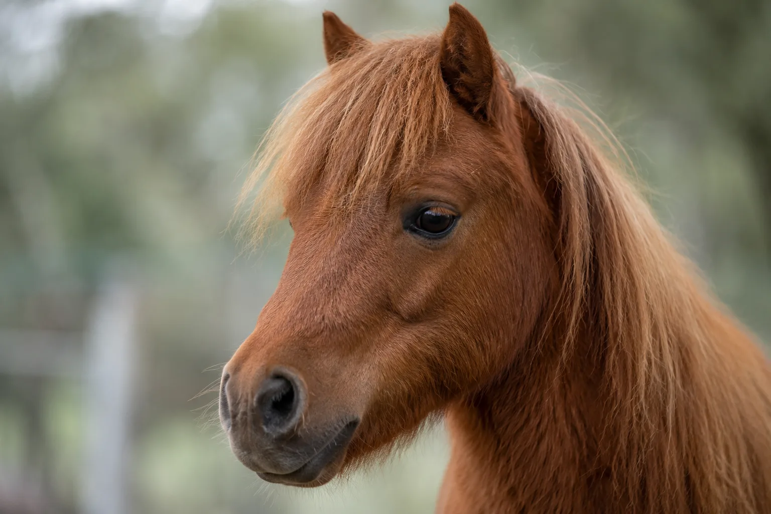 Gros plan sur la tête d'un cheval Adaev, yeux vifs et profil rectiligne
