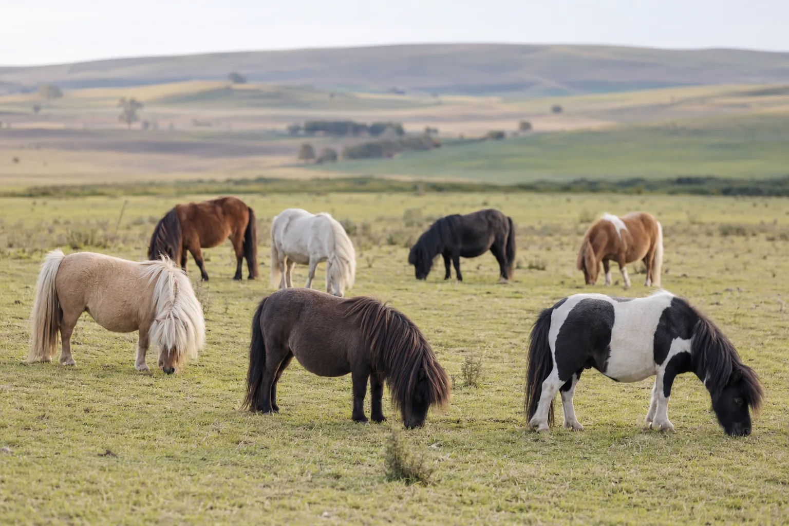 Troupeau de chevaux Adaev au pâturage dans un paysage aride du Kazakhstan