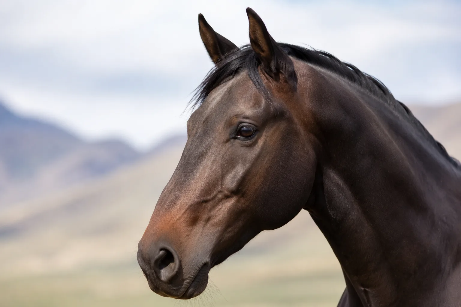 Gros plan sur la tête d'un Akhal-Teke cremello, mettant en valeur ses yeux en amande et son profil rectiligne.