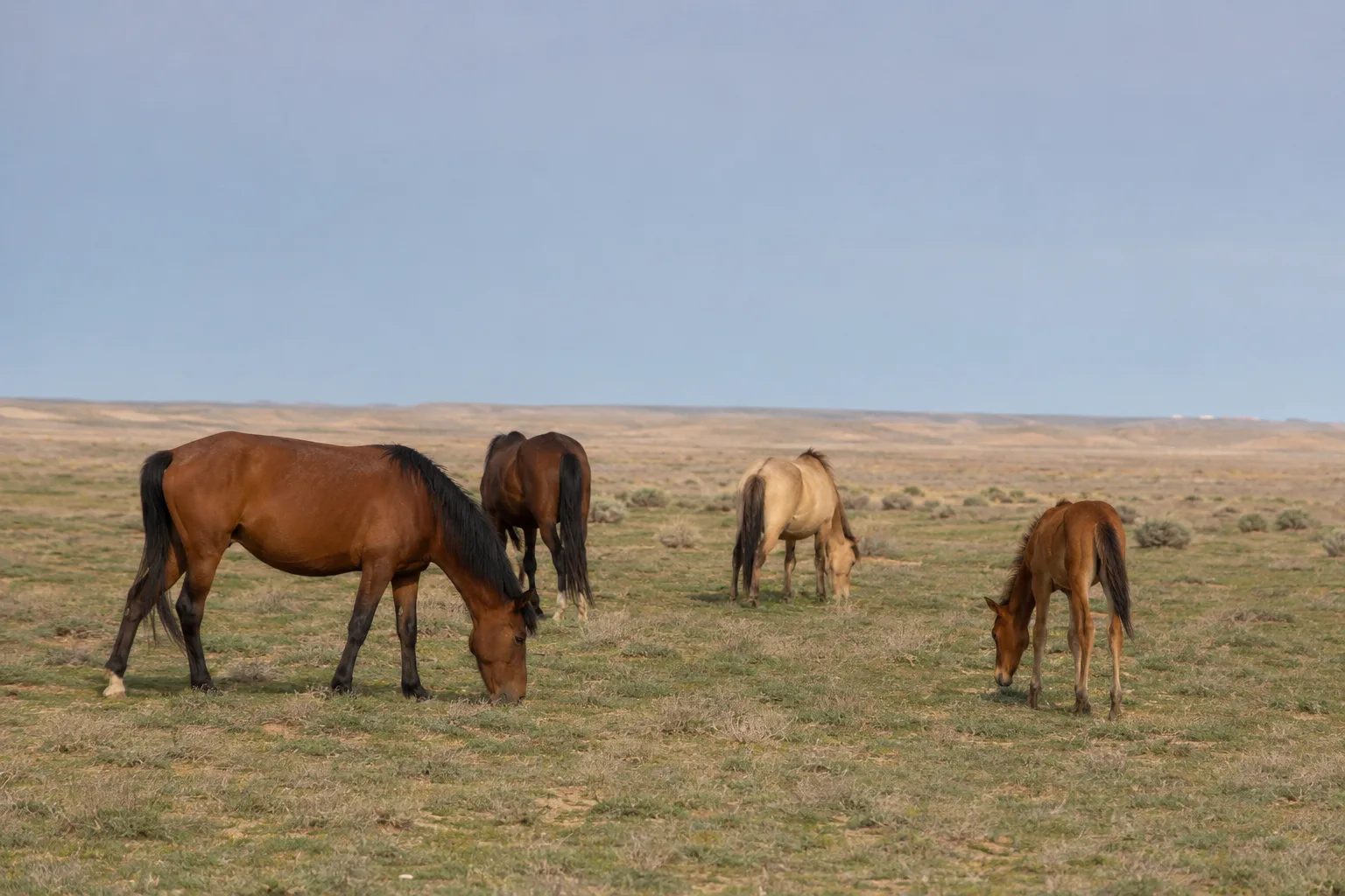 Troupeau de chevaux Akhal-Teke de différentes robes (perlino, noir, alezan) paissant tranquillement dans un grand pré verdoyant.
