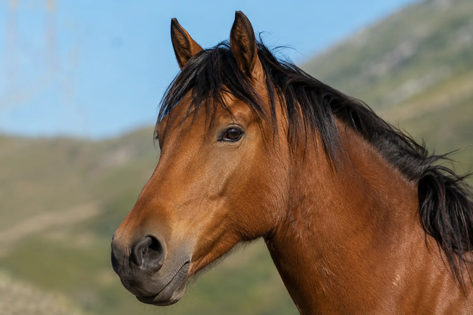 Close-up portrait of an Albanian horse's head, showing its straight profile and expressive eyes.
