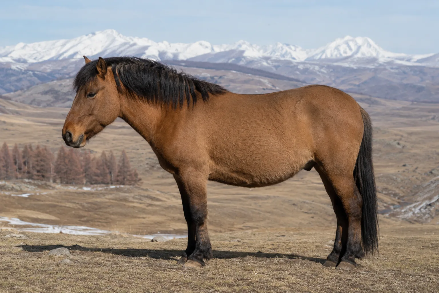 Cheval Altaï de profil, robe bai dun, dans un paysage montagneux de l'Altaï
