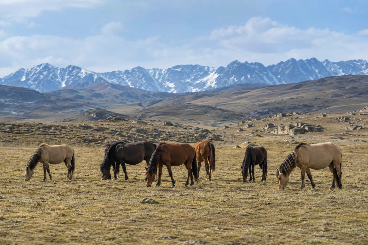 Troupeau de chevaux Altaï au pâturage dans les montagnes de l'Altaï