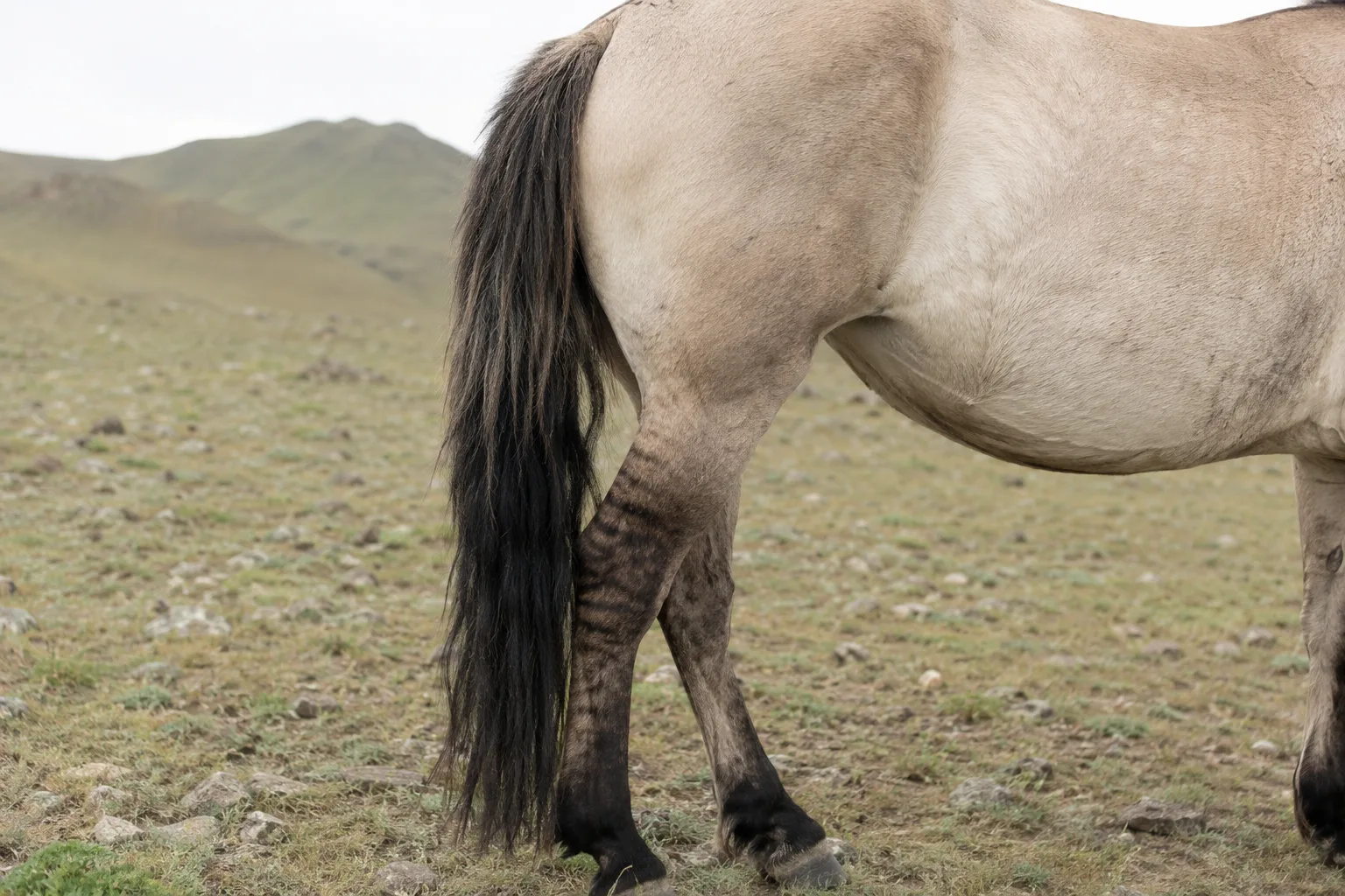 Détail de la robe souris dun d'un cheval Altaï avec raie de mulet et zébrures