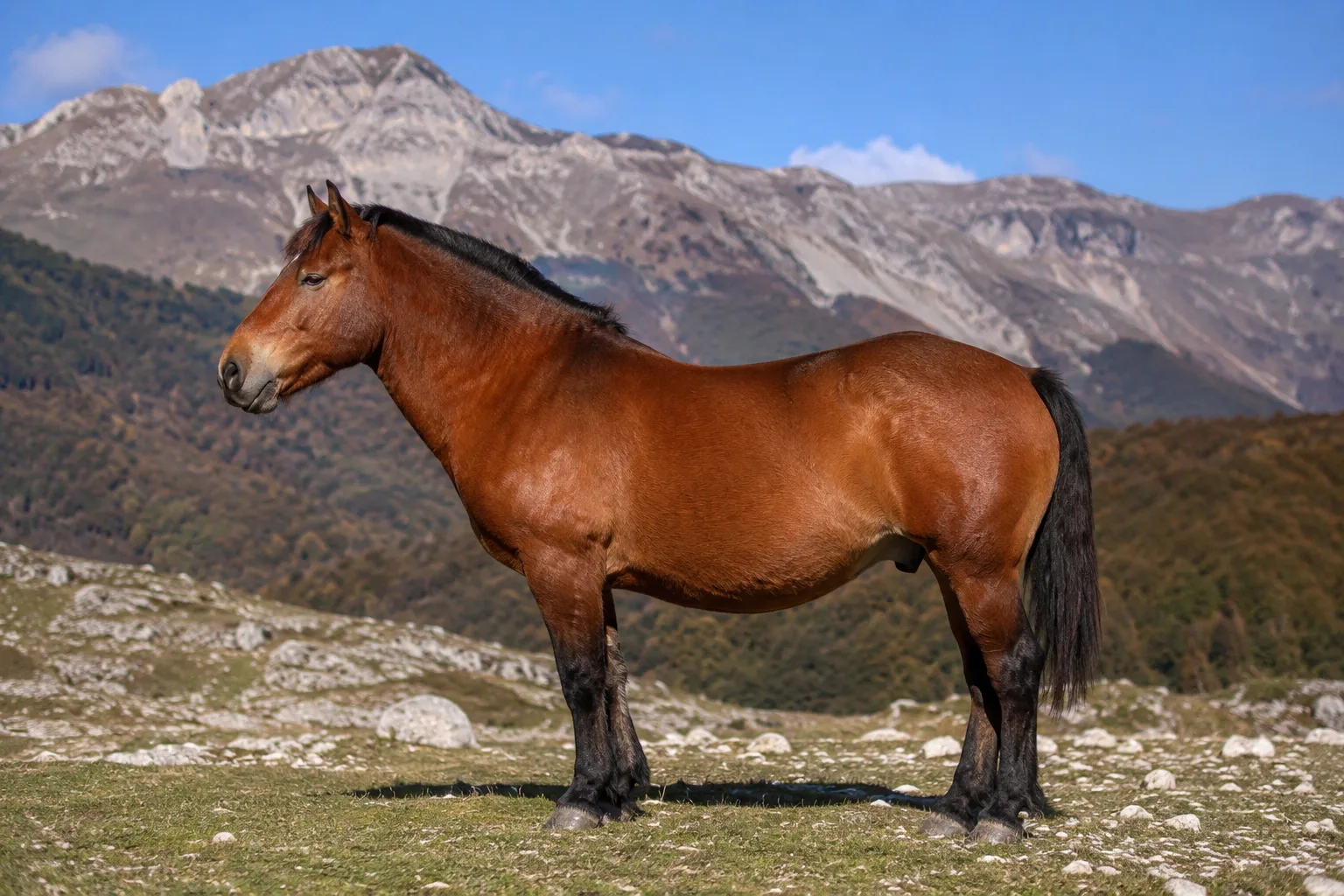 Cheval Alter Real de robe baie, en profil, dans un paysage portugais ensoleillé, montrant sa morphologie élégante et puissante.