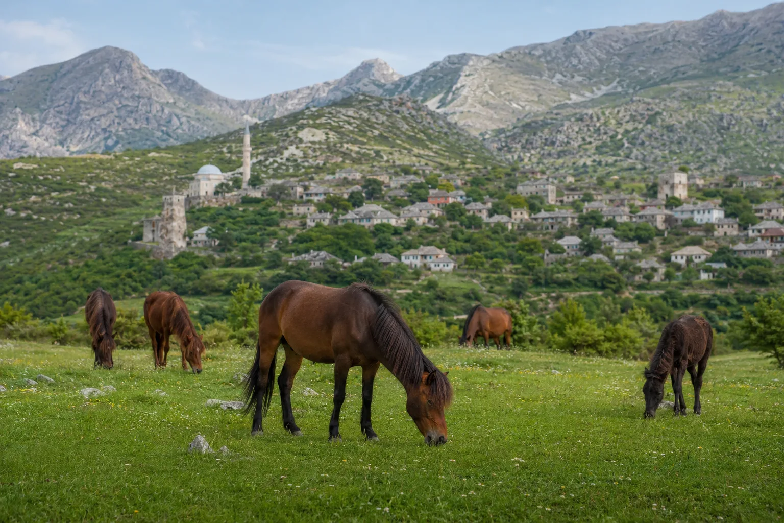 Un ou plusieurs chevaux Alter Real de robe baie au pâturage dans un pré verdoyant, sous un soleil doux, dans un paysage typique de l'Alentejo.