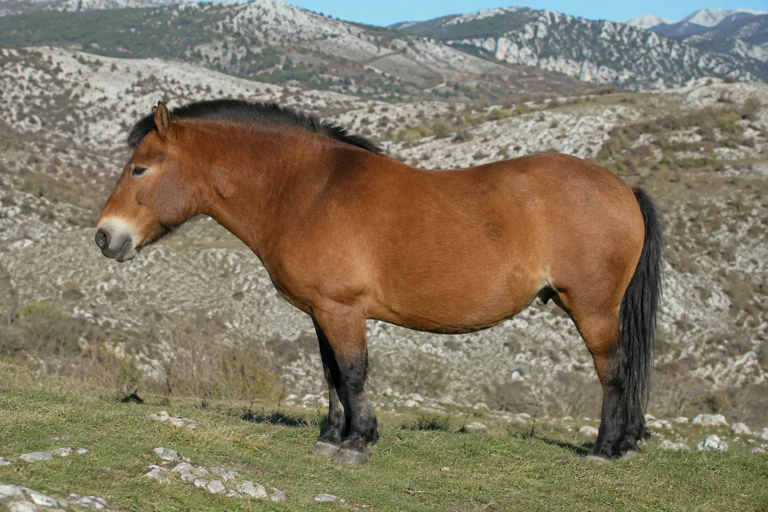 Cheval American Belgian Draft alezan avec crins flaxen, de profil, dans un pré verdoyant.