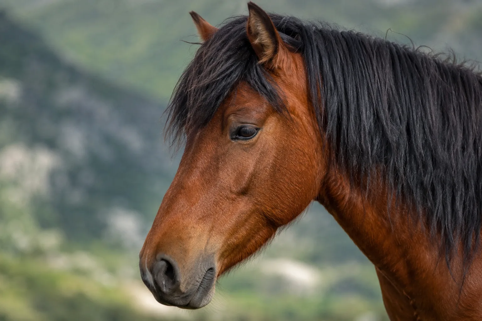 Portrait rapproché d'une tête d'American Belgian Draft, montrant ses yeux doux et son profil droit.