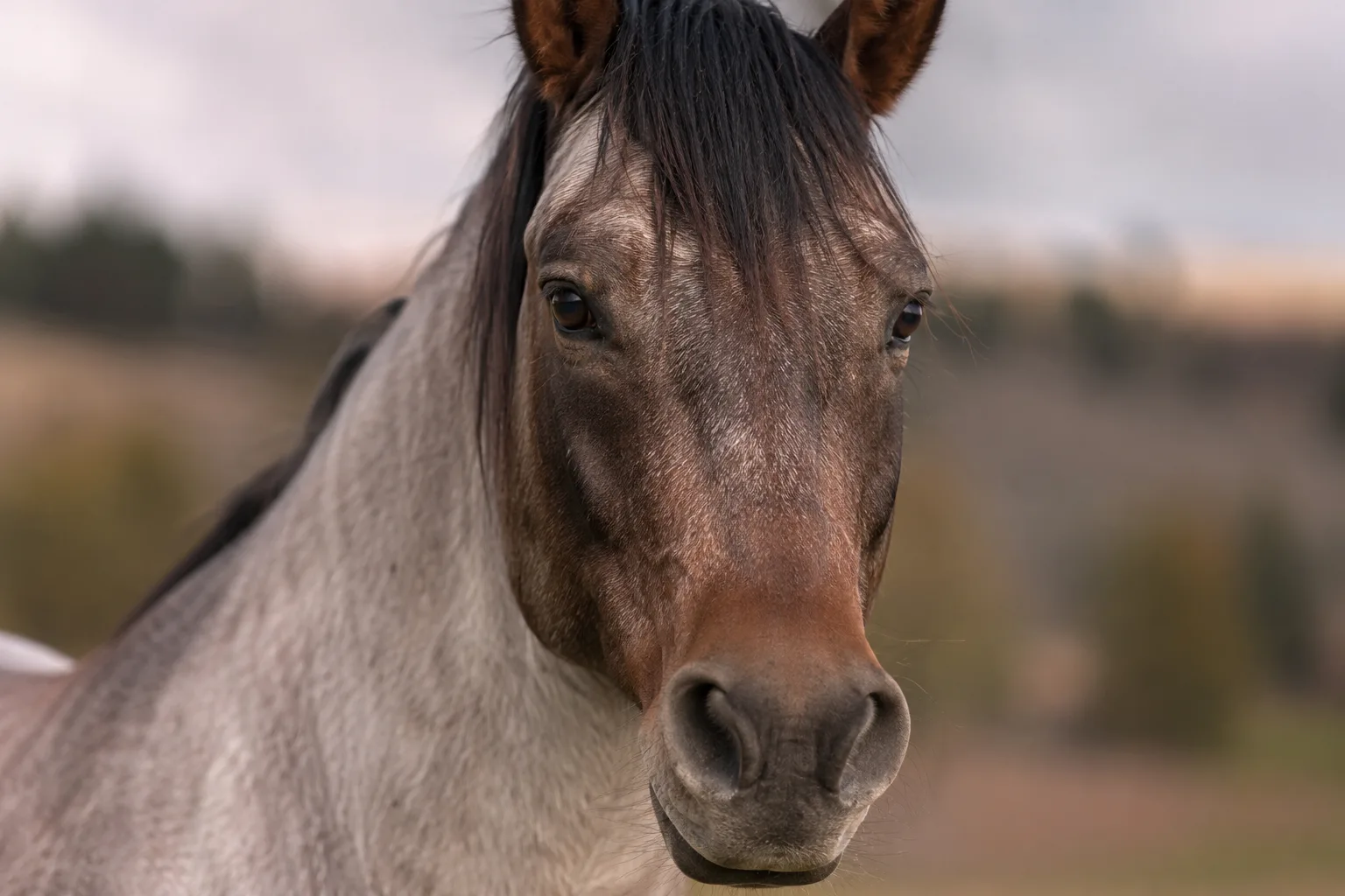 Gros plan sur la tête d'un American Saddlebred alezan, montrant ses grands yeux expressifs et son profil droit.