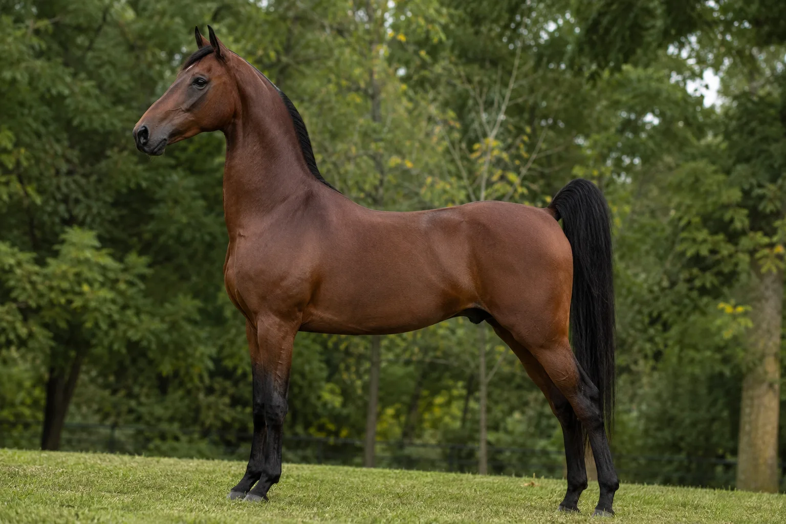 American Walking Pony de robe baie, de profil, dans un pré verdoyant, montrant sa silhouette élégante et ses proportions harmonieuses.