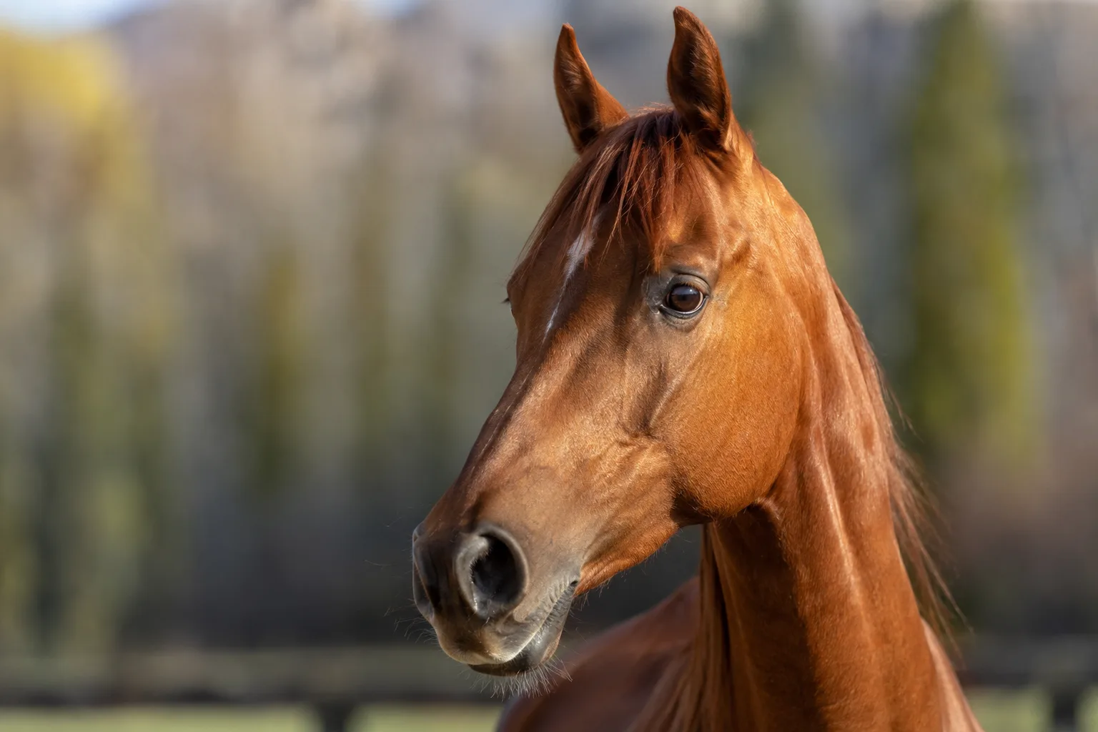 Portrait en gros plan de la tête d'un American Walking Pony, mettant en valeur ses grands yeux expressifs et son profil droit.