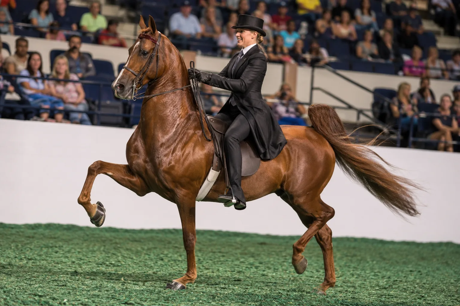 American Walking Pony en action, effectuant son 'running walk' caractéristique avec un cavalier, montrant la fluidité de son allure.