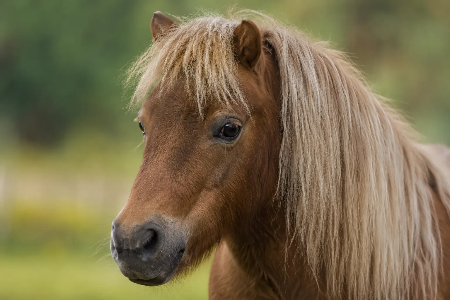 Portrait en gros plan de la tête d'un American Warmblood, montrant ses grands yeux expressifs et son profil droit.