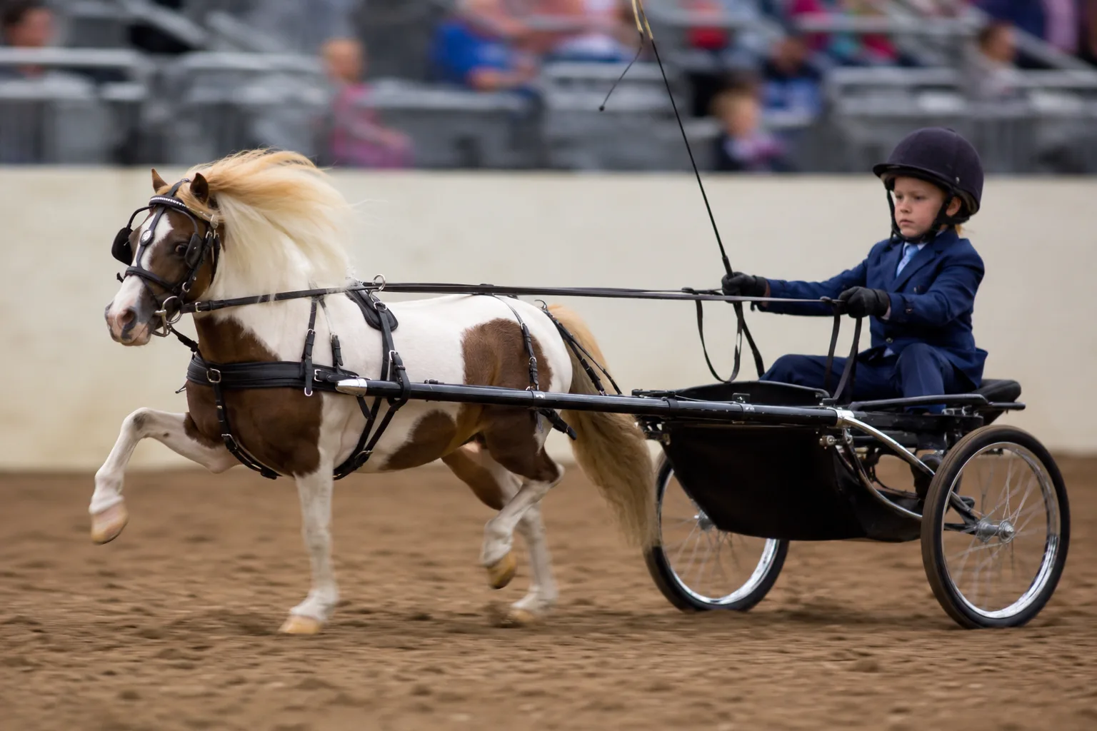 American Warmblood en plein saut d'obstacles, montrant sa puissance et son agilité en compétition.