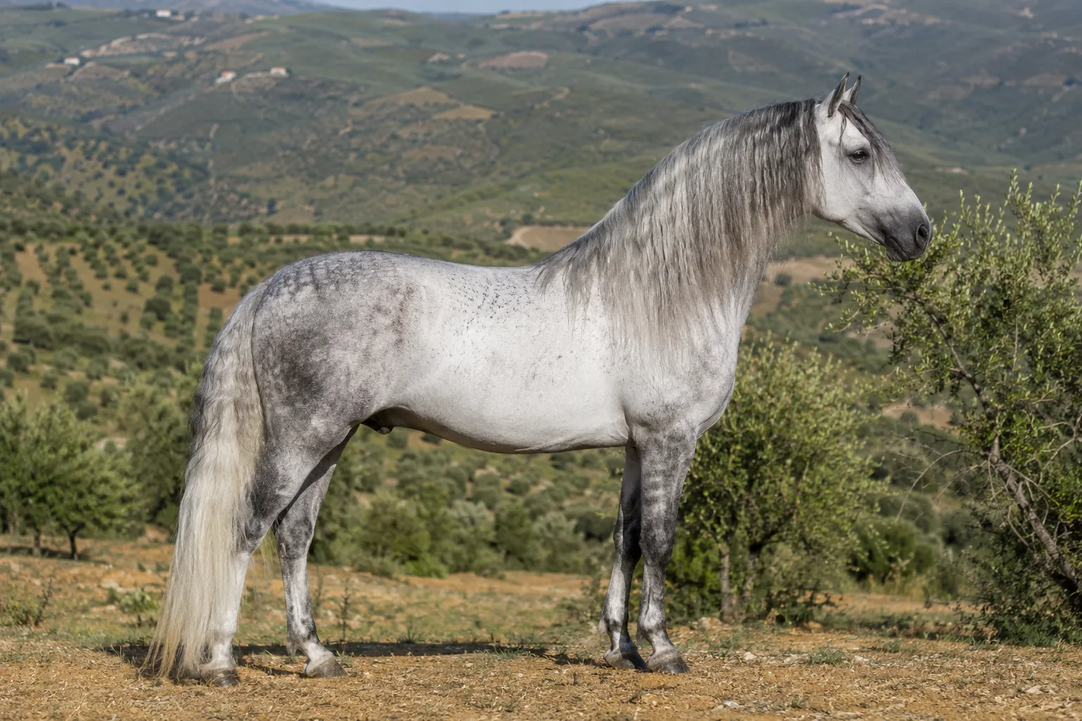 Cheval Andalou (PRE) gris en entier, de profil, dans un paysage ensoleillé de campagne espagnole, avec une encolure arquée et une crinière fournie.