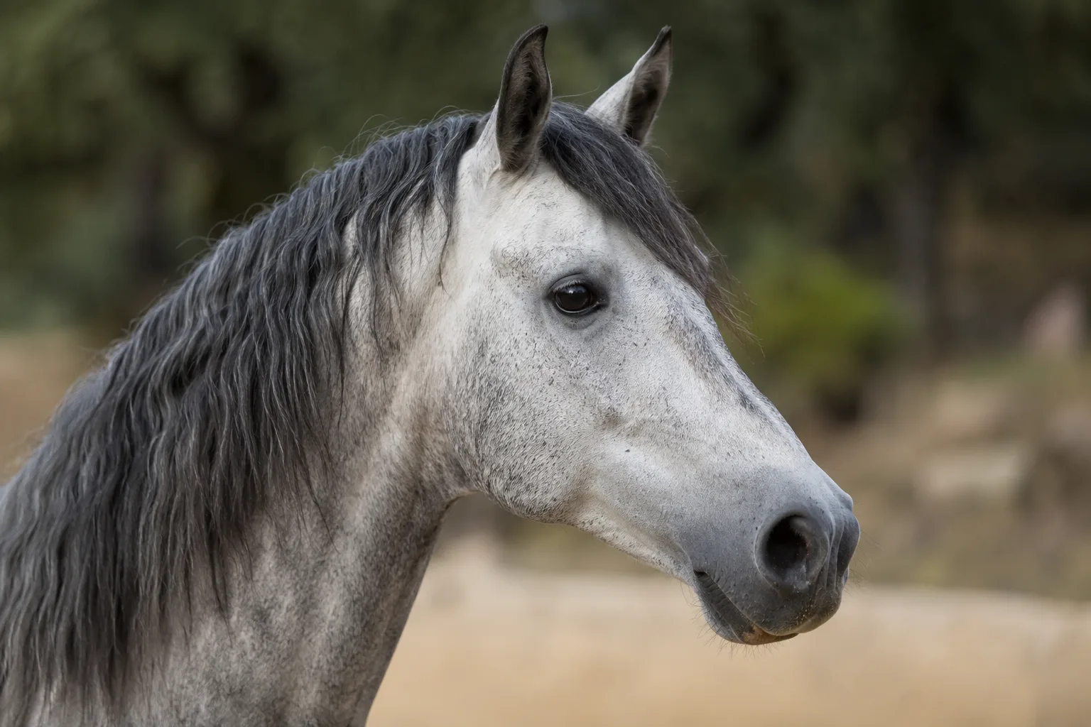 Gros plan sur la tête d'un cheval Andalou gris, montrant ses yeux expressifs et son profil légèrement convexe.