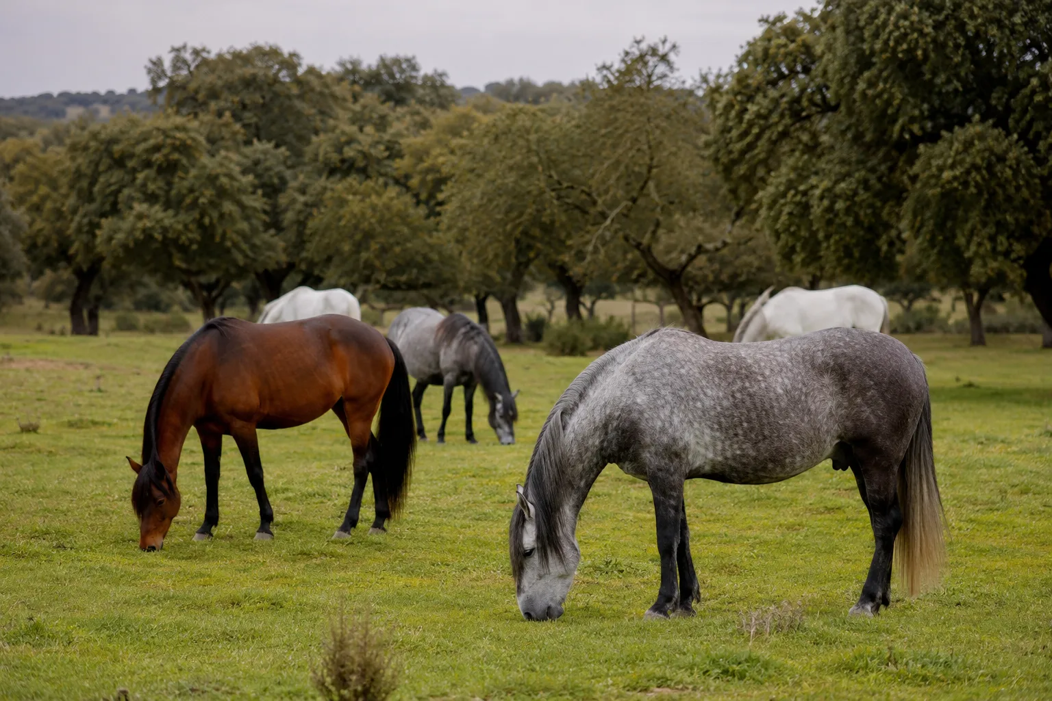 Un groupe de chevaux Andalou (PRE) de différentes robes (gris, bai) paissant tranquillement dans un pré verdoyant.