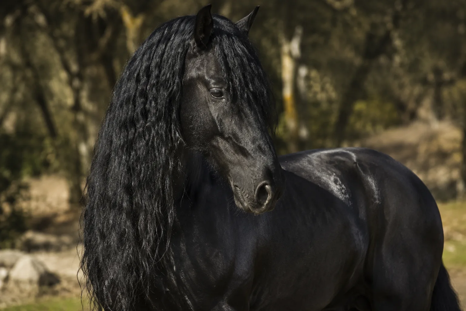 Cheval Andalou (PRE) de robe noire, mettant en valeur son pelage brillant et sa crinière et queue très fournies.