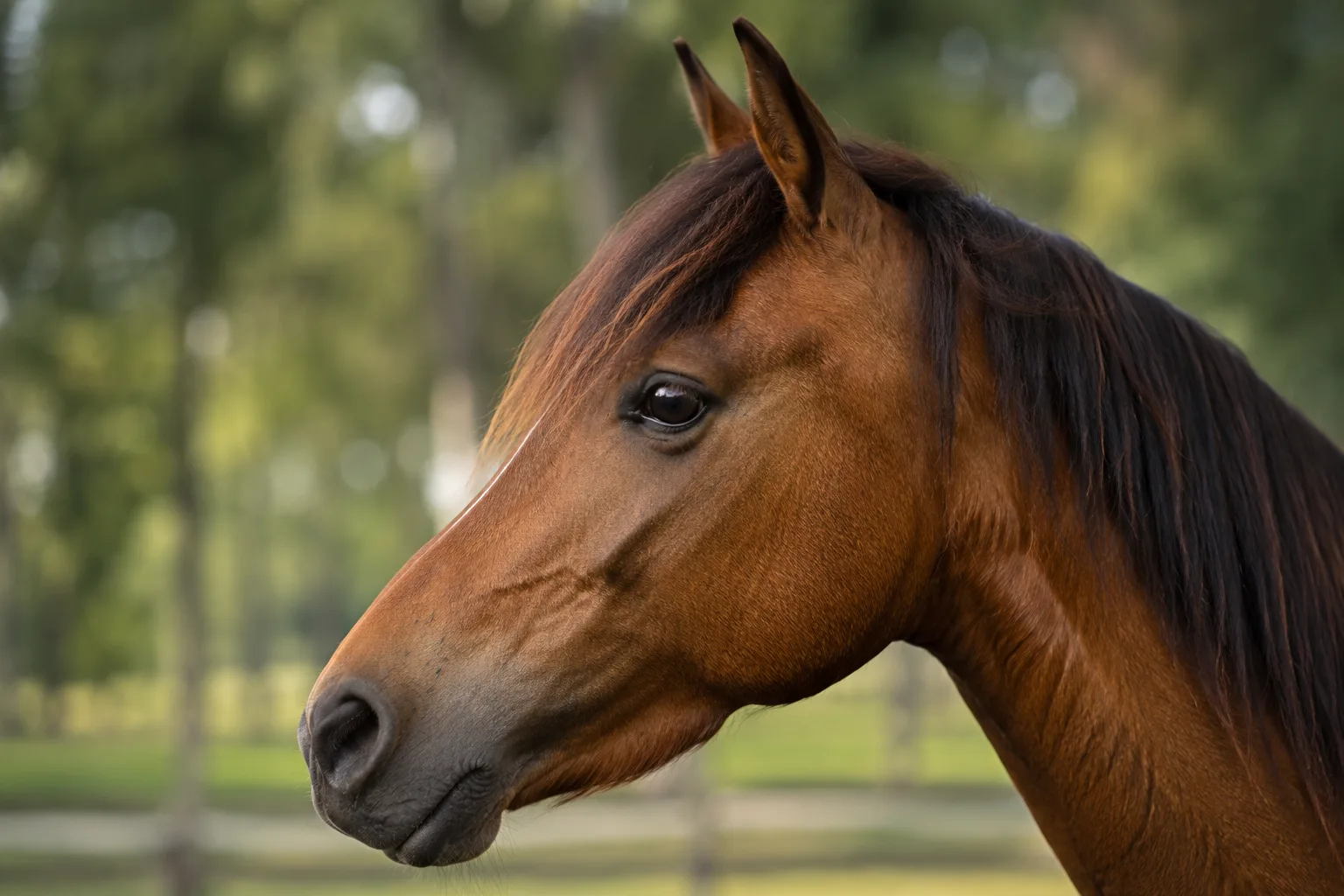 Gros plan de la tête d'un cheval Andravida, mettant en valeur ses yeux expressifs et son profil rectiligne.