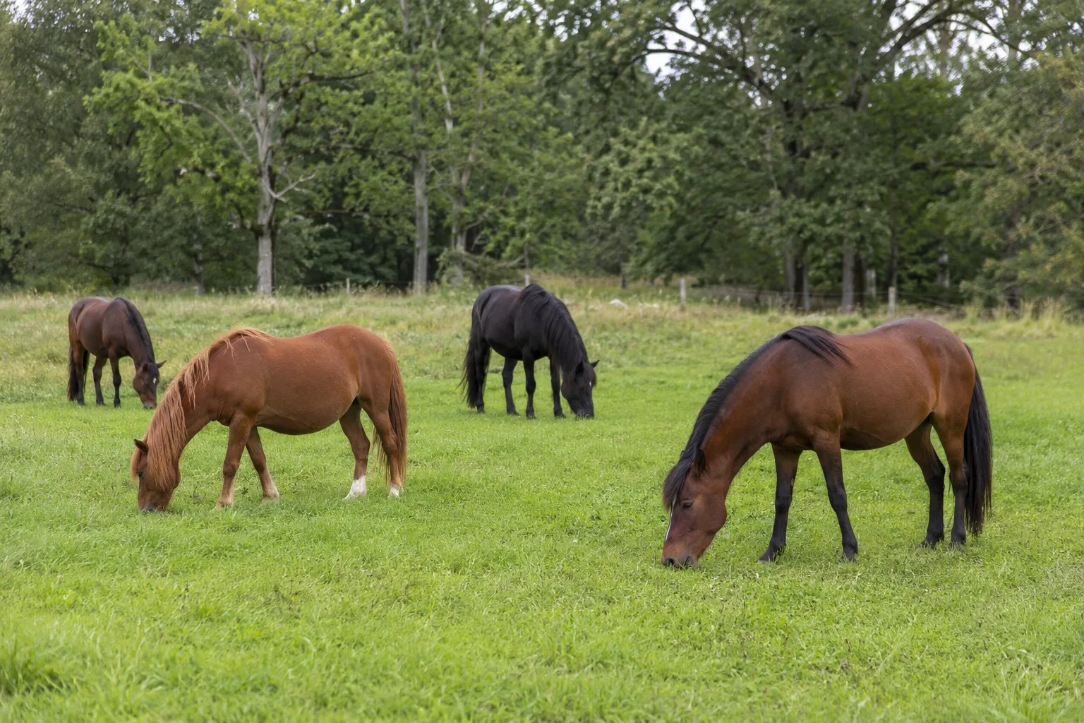 Troupeau de chevaux Andravida de différentes robes paissant tranquillement dans un pré grec avec des ruines antiques.