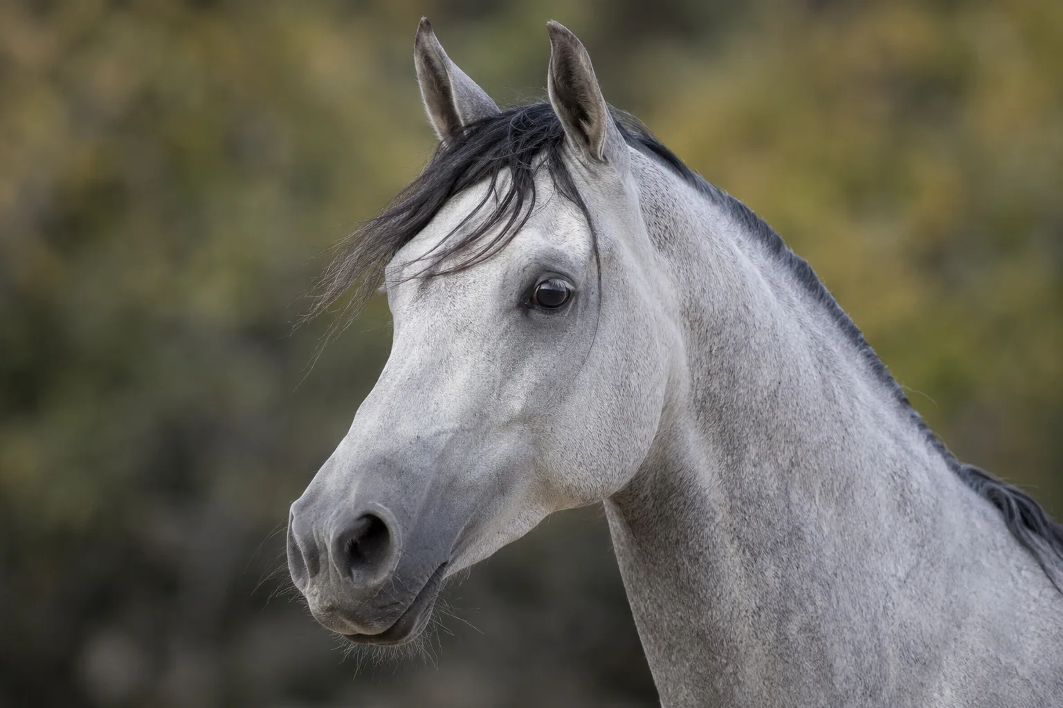 Gros plan sur la tête d'un cheval AQPS alezan, mettant en valeur ses yeux vifs, son chanfrein droit et ses naseaux fins.