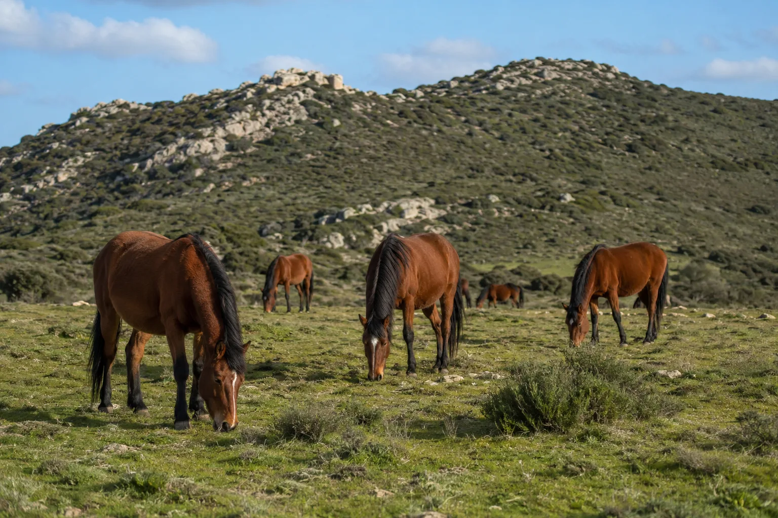 Un petit troupeau de chevaux AQPS paissant tranquillement dans un pâturage de la campagne française, sous un ciel clair.