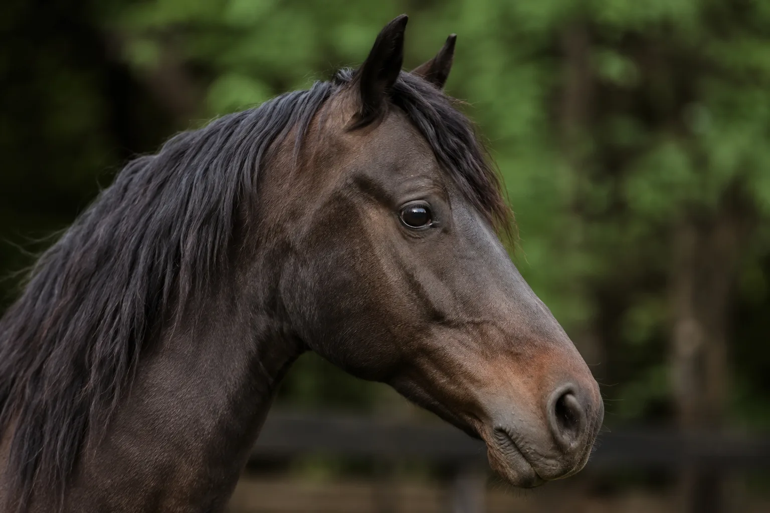Gros plan sur la tête d'un cheval Arabe gris, mettant en valeur son chanfrein concave et ses grands yeux expressifs.