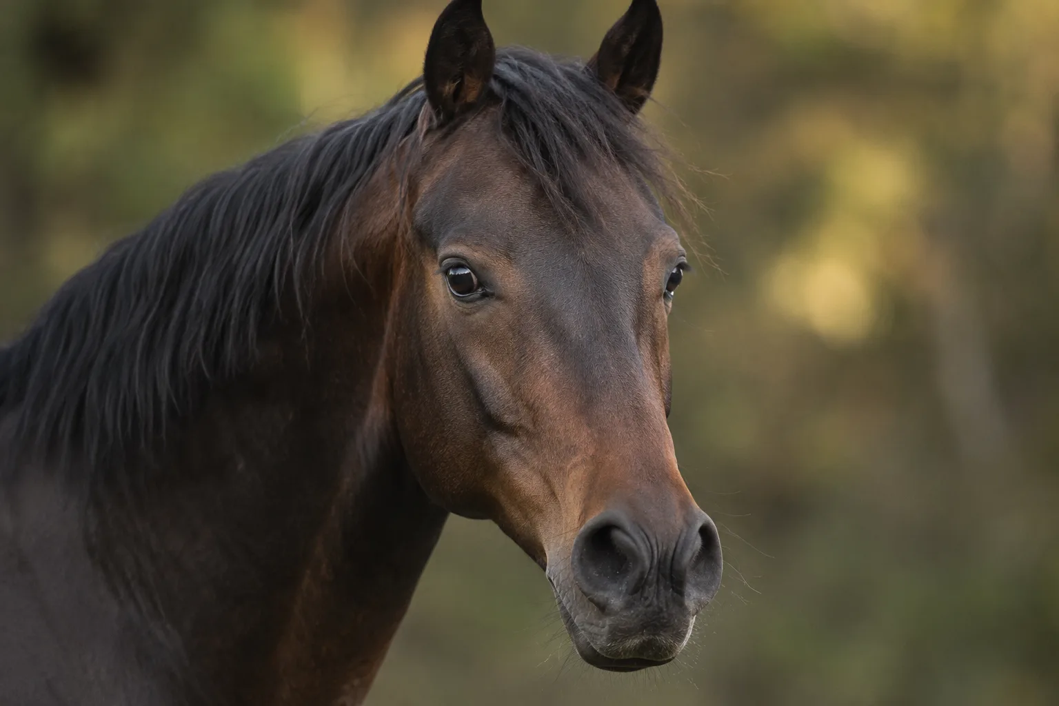 Gros plan de la tête d'un Arabe Shagya bai, montrant son profil concave, ses grands yeux et ses naseaux larges.
