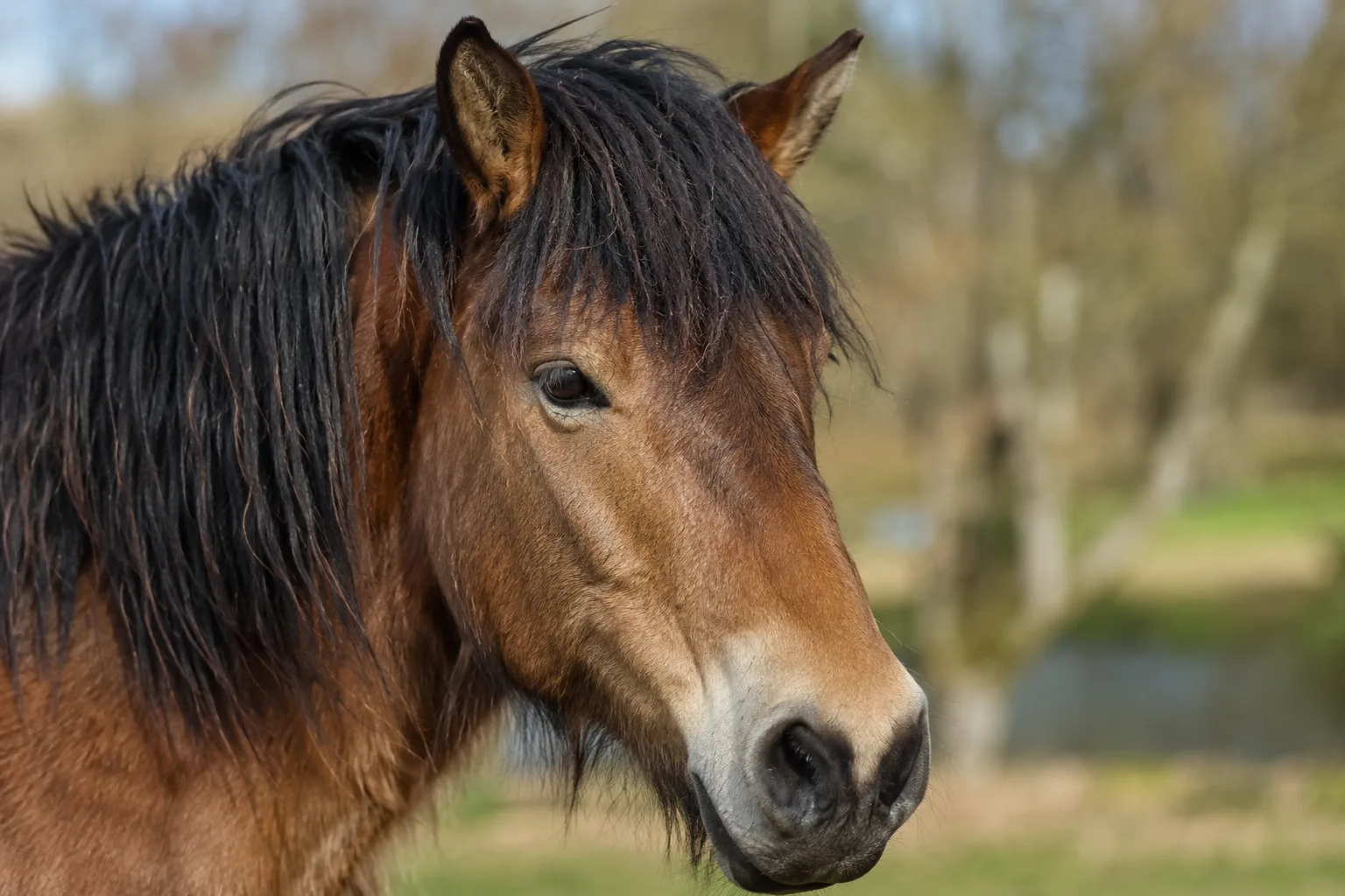 Gros plan sur la tête d'un cheval Ardennais, mettant en valeur ses yeux expressifs et son profil rectiligne.