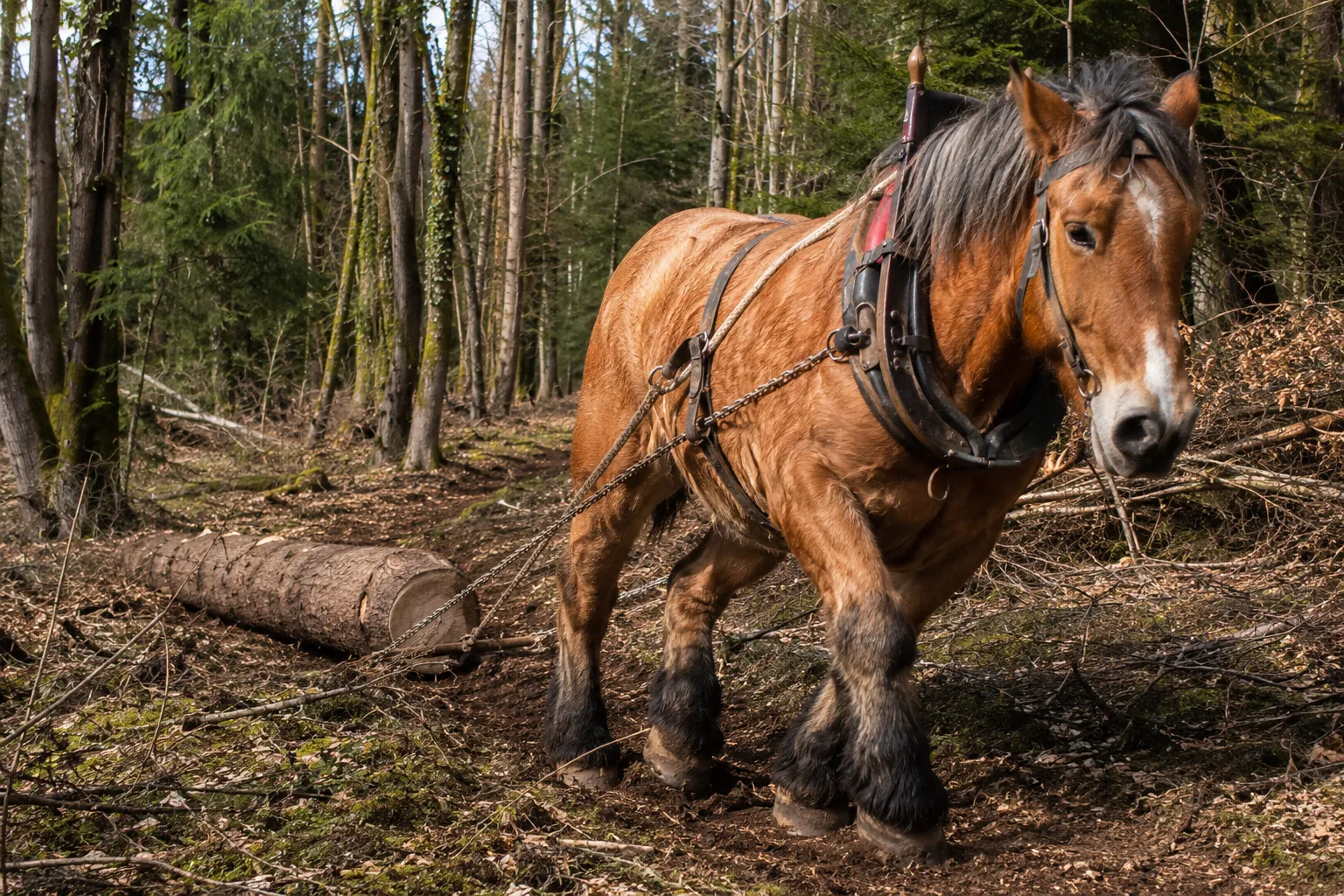 Cheval Ardennais en pleine action, tirant une grume lors d'une séance de débardage en forêt.