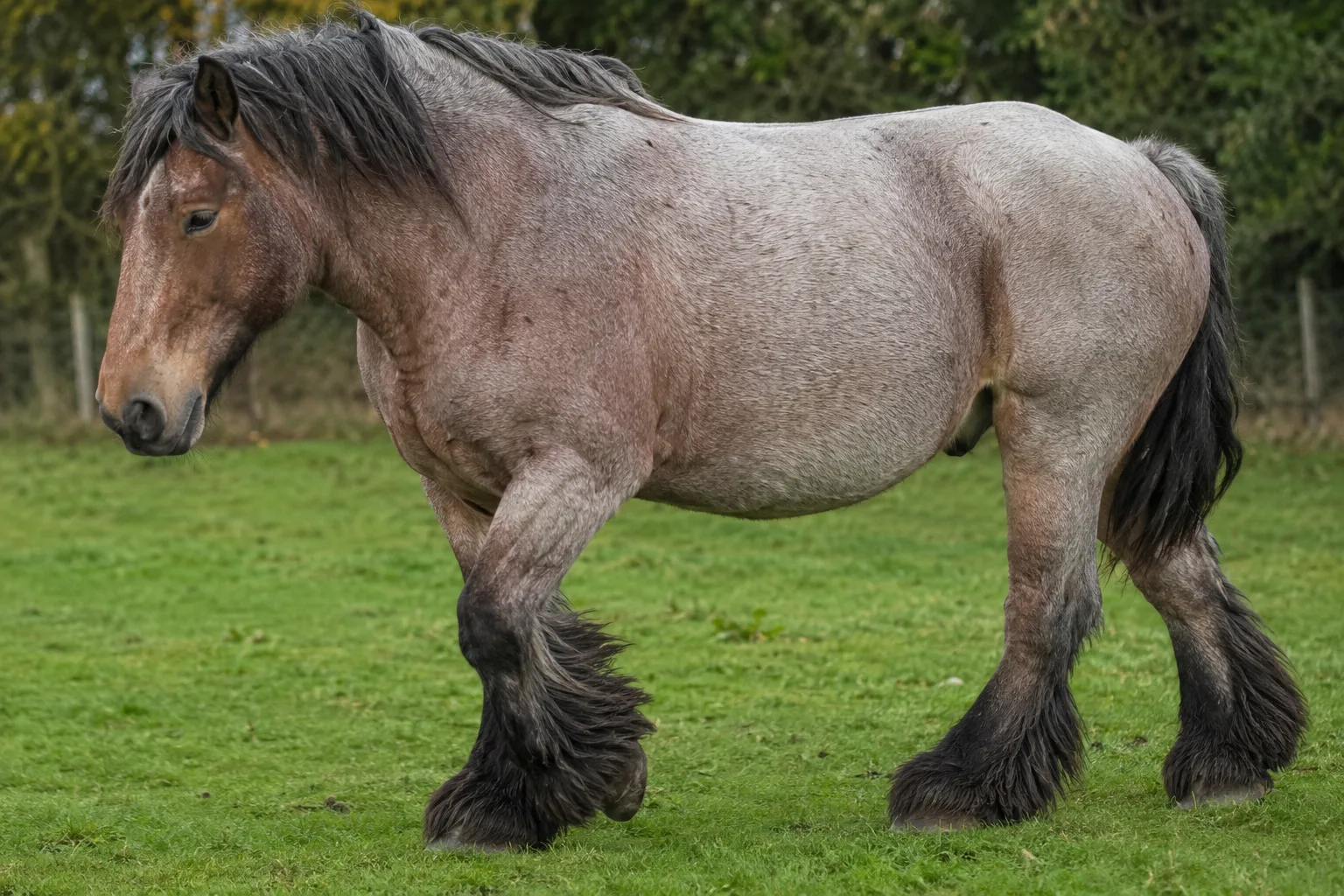 Détail d'un cheval Ardennais à la robe rouanne, montrant ses fanons abondants et son pelage épais.