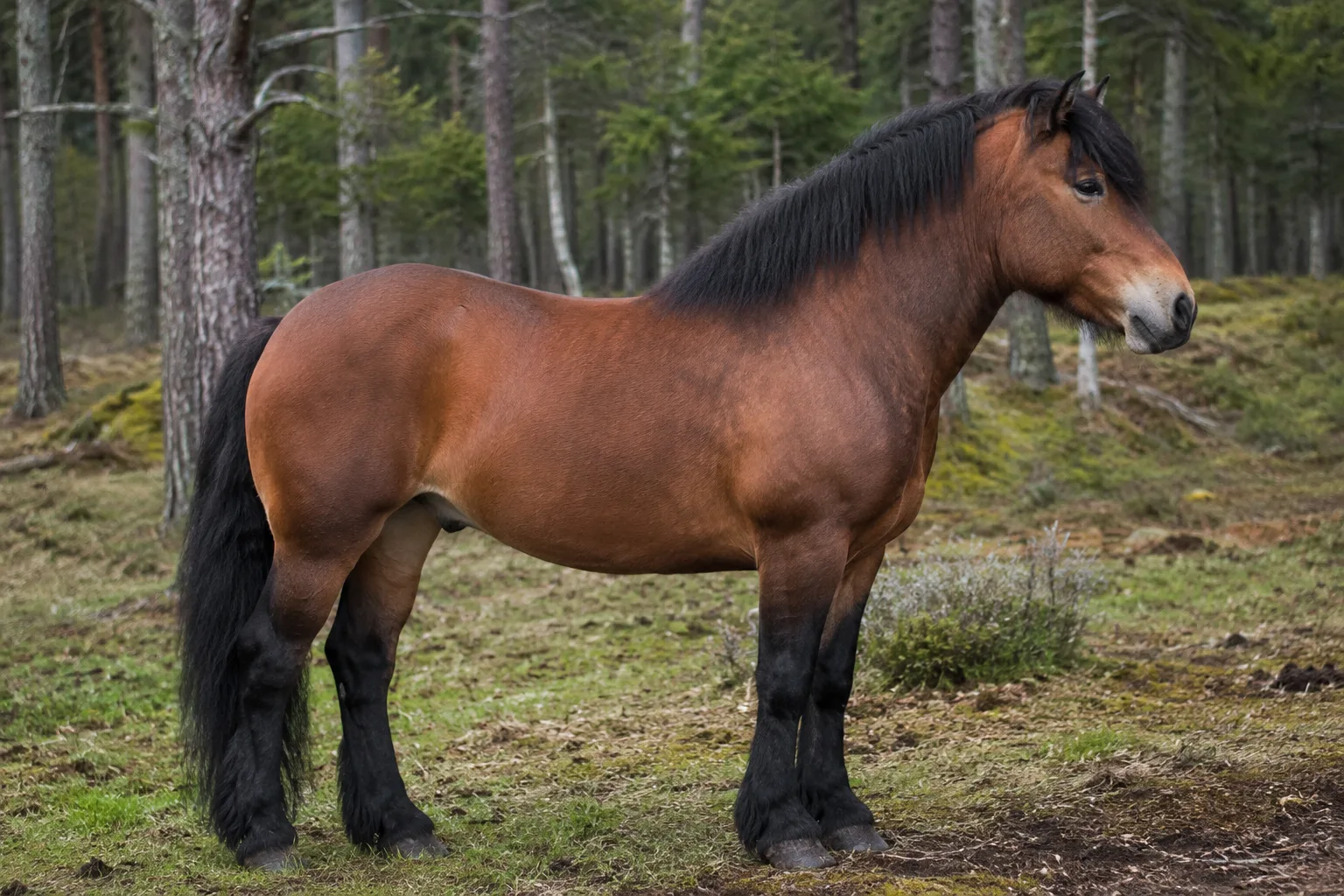 Poney Assateague bai, de profil, sur une plage de sable avec des herbes de dune, montrant sa morphologie robuste et compacte.