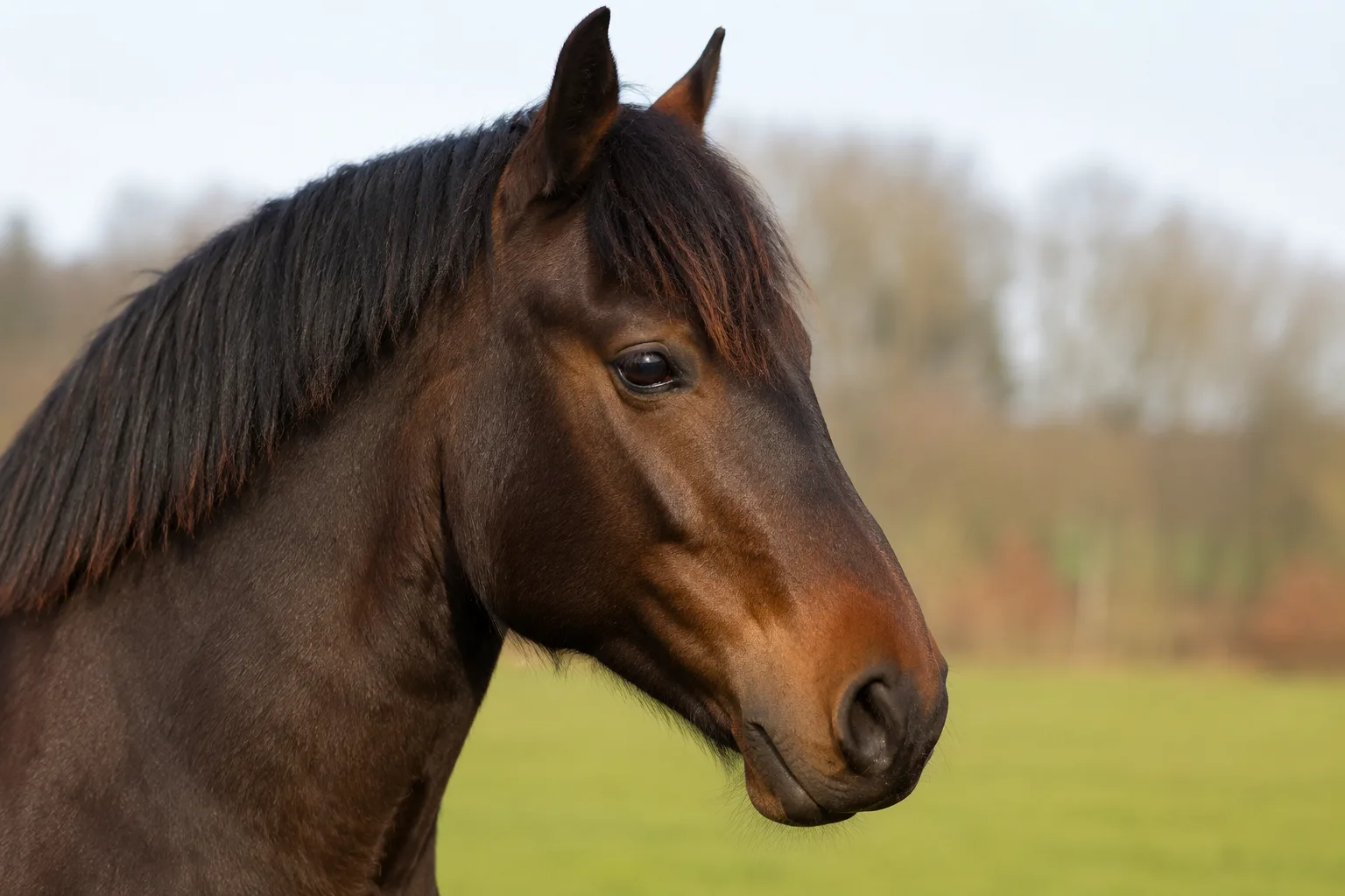 Gros plan sur la tête d'un poney Assateague alezan, avec des yeux expressifs et un profil droit, mettant en valeur son aspect rustique.