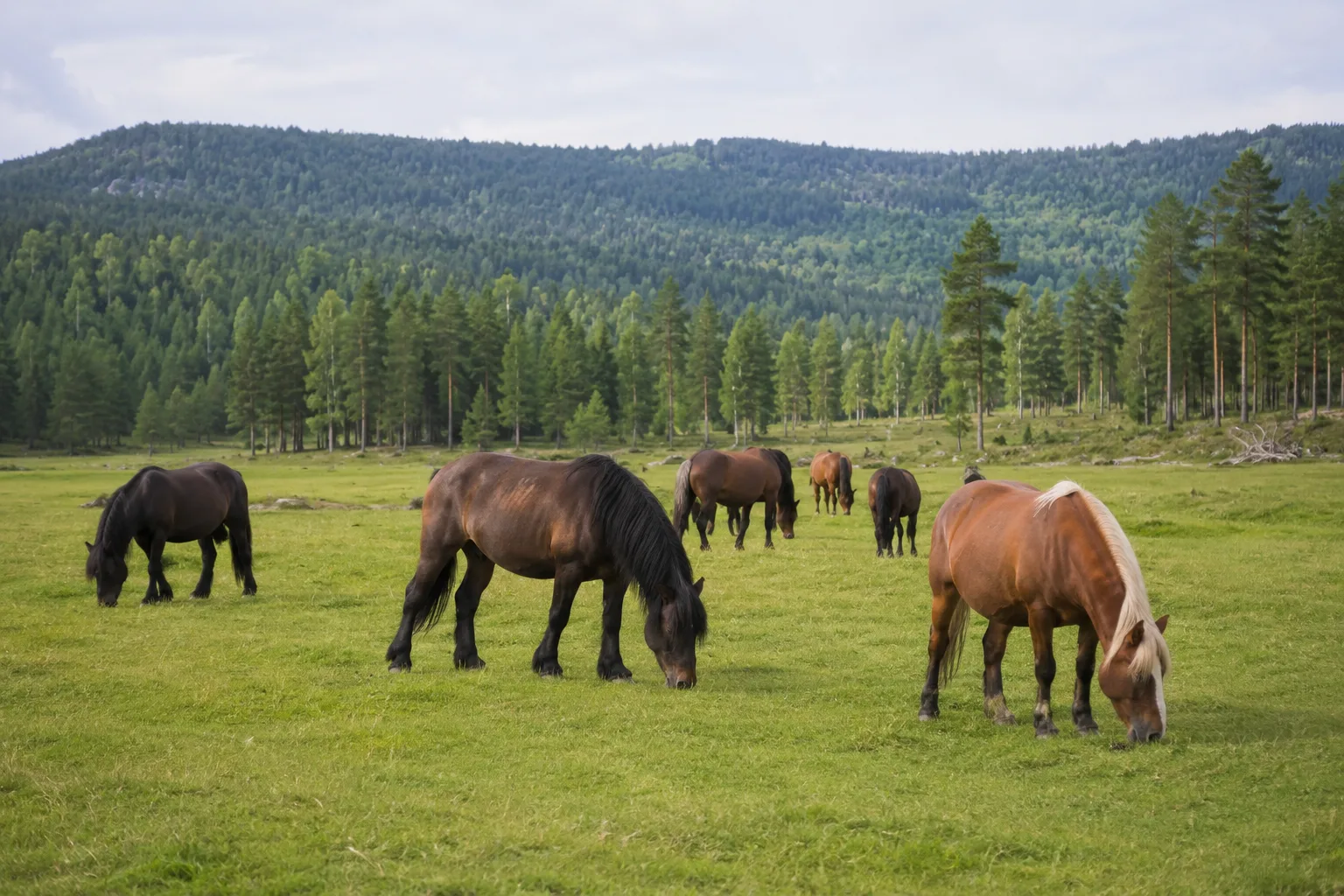 Troupeau de poneys Assateague de différentes robes (bai, pie, gris) paissant dans un marais herbeux sur l'île d'Assateague.