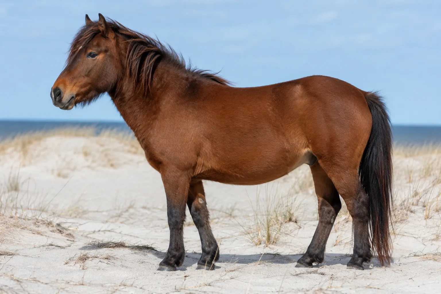 Photo d'un Australian Stock Horse bai, de profil, dans un paysage de bush australien, montrant sa silhouette athlétique et musclée.