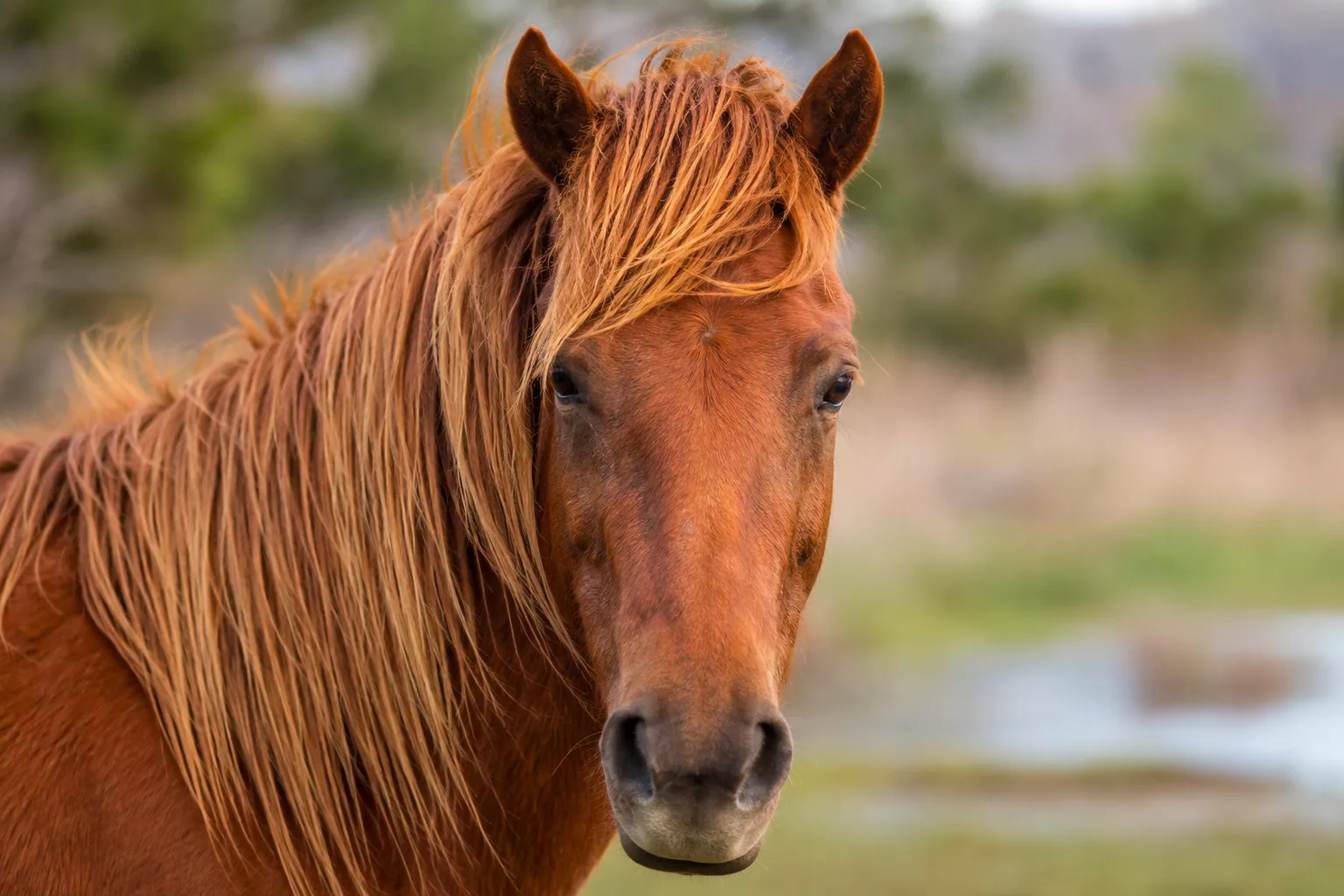 Portrait en gros plan de la tête d'un Australian Stock Horse, mettant en valeur ses yeux expressifs et son chanfrein droit.