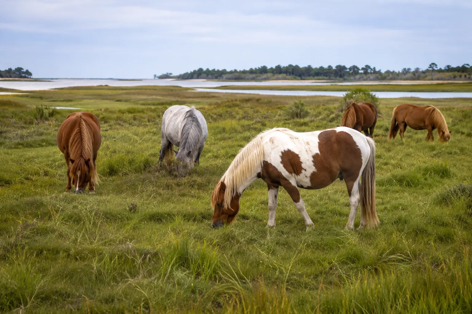 Troupeau d'Australian Stock Horses au pâturage dans une vaste prairie australienne avec des eucalyptus.