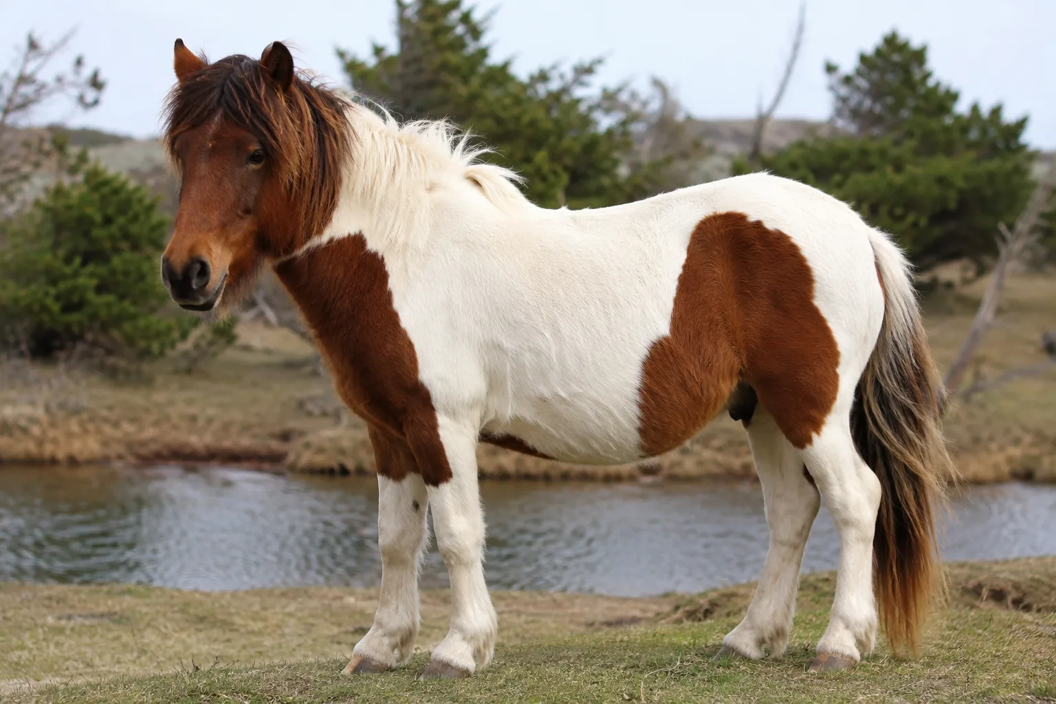 Photo d'un Australian Stock Horse à la robe palomino, mettant en valeur sa crinière et sa queue claires.