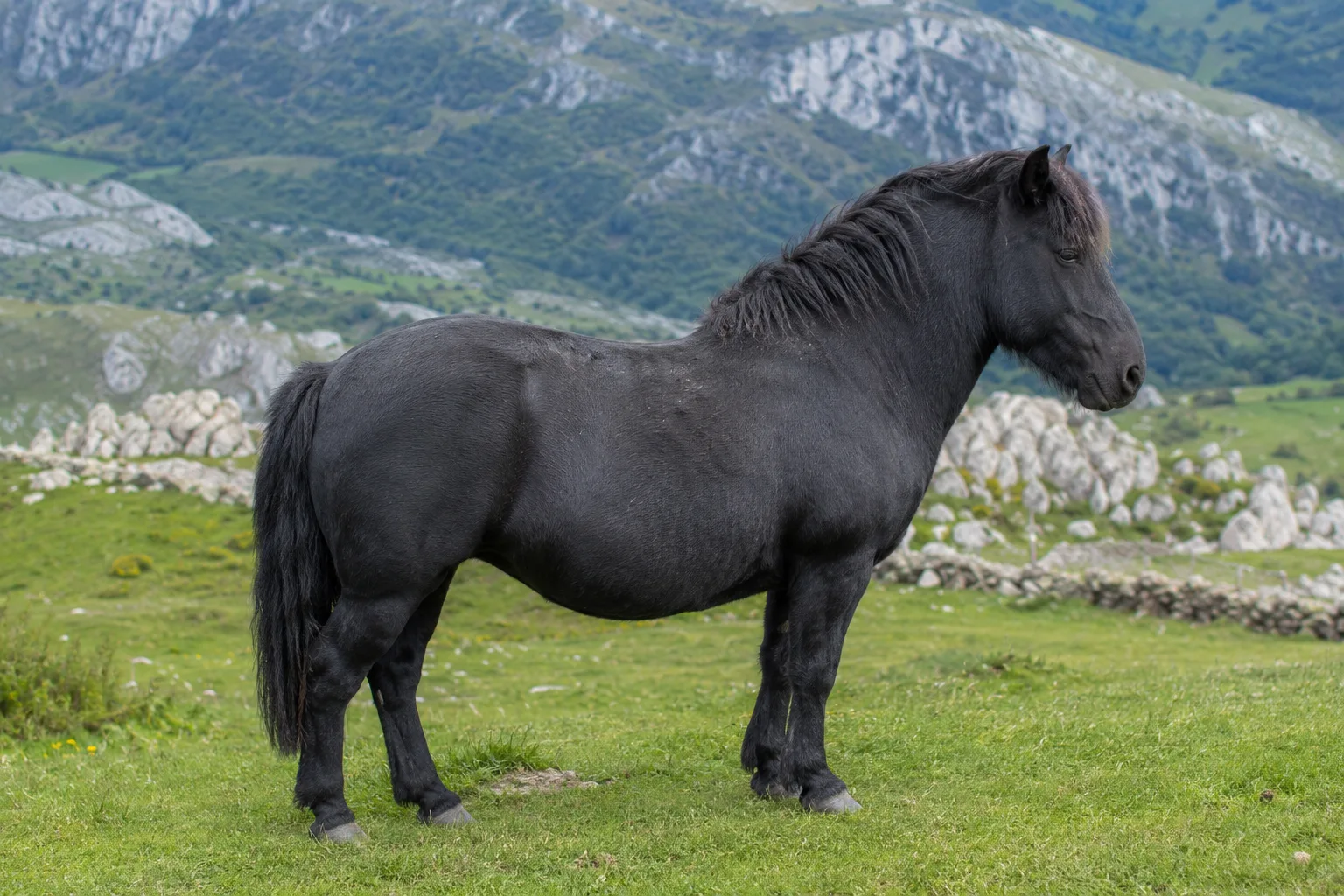 Cheval d'Auvergne de profil, robe baie foncée, dans un pré de montagne en Auvergne