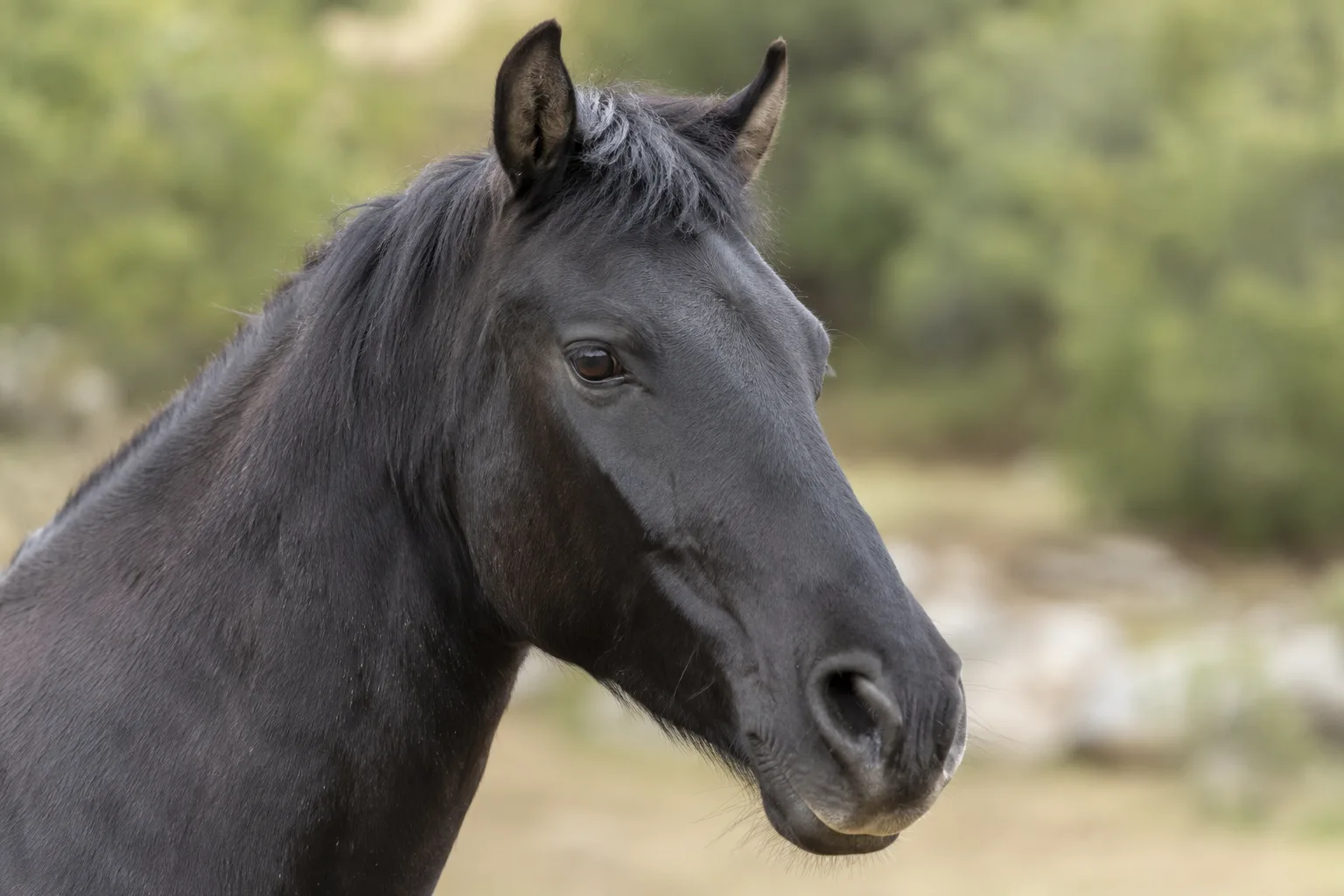 Portrait rapproché de la tête d'un cheval d'Auvergne, montrant ses yeux vifs et son profil rectiligne