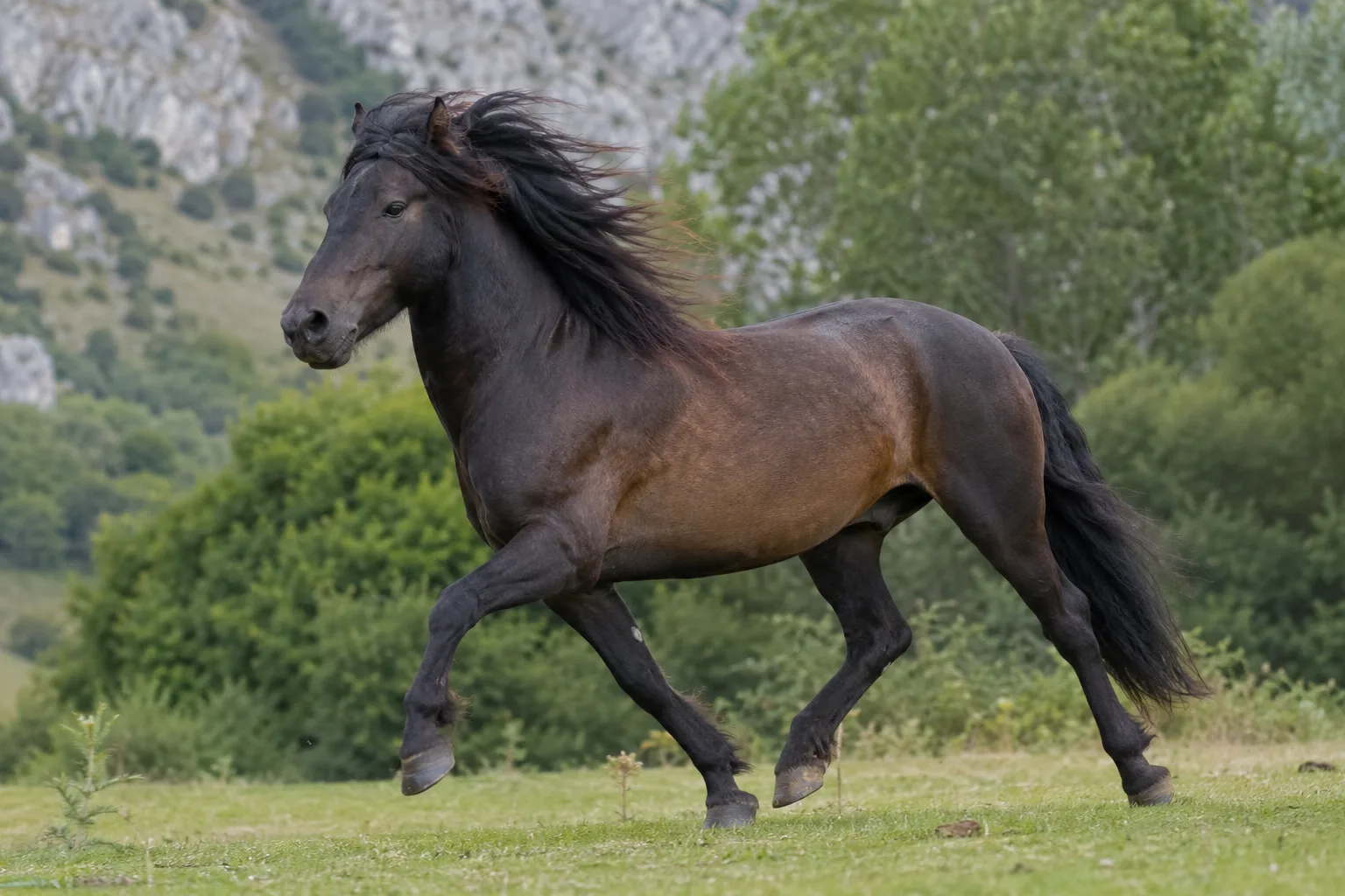 Cheval d'Auvergne au galop sur un sentier de montagne, en pleine randonnée