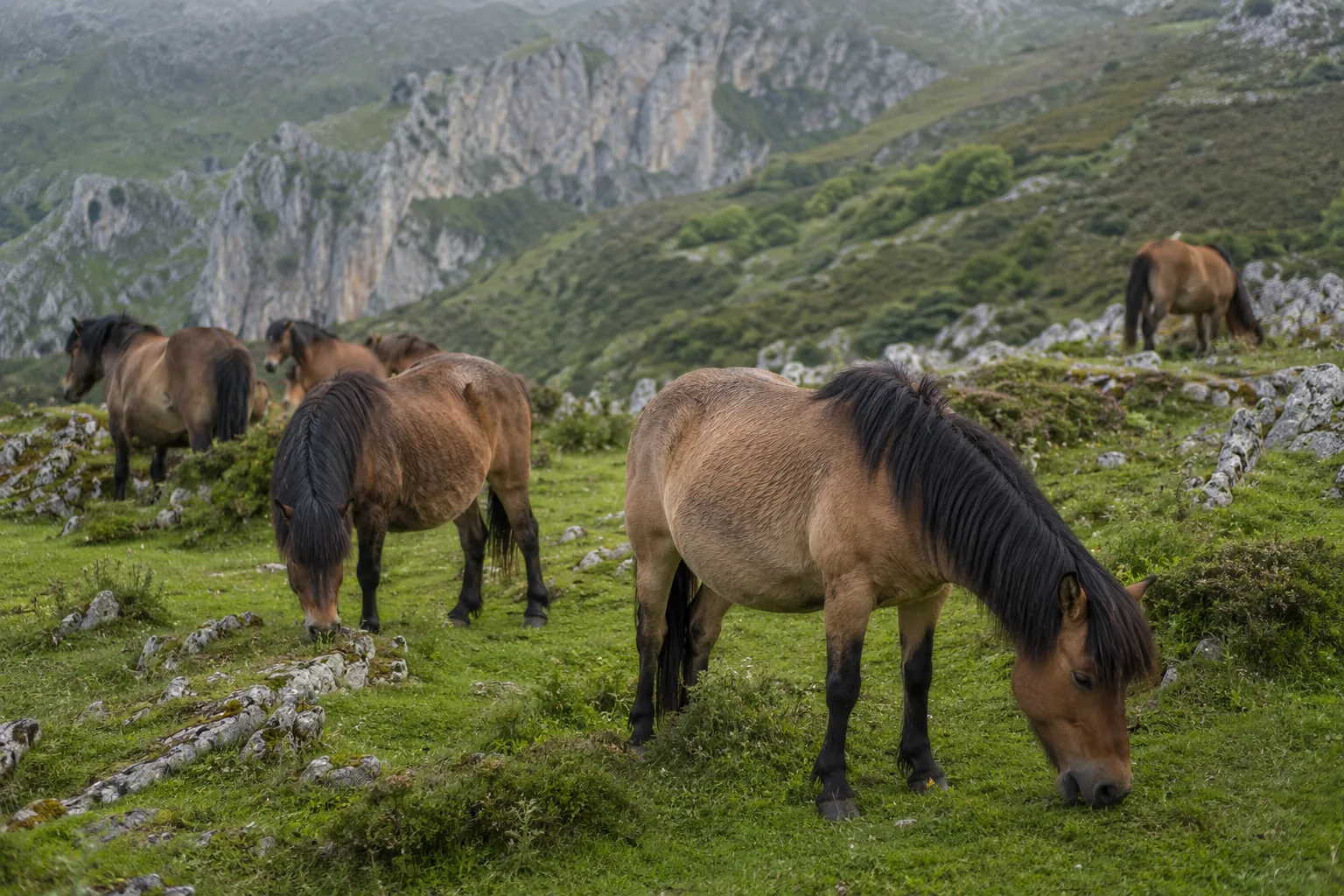 Troupeau de chevaux d'Auvergne paissant dans un pré verdoyant avec les volcans d'Auvergne en arrière-plan