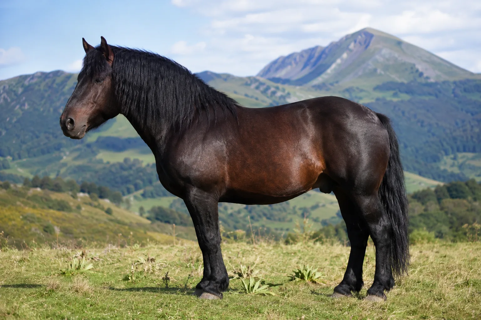 Cheval d'Azerbaïdjan de robe baie, de profil, dans un paysage de steppe montagneuse
