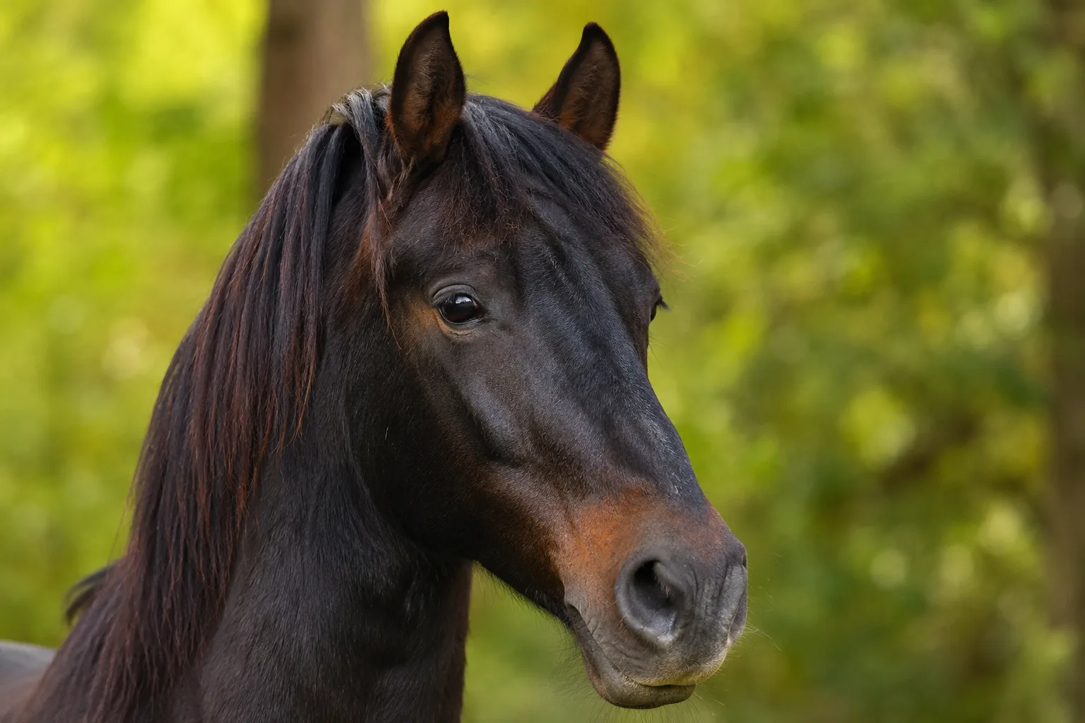 Portrait en gros plan de la tête d'un cheval d'Azerbaïdjan, montrant ses yeux expressifs