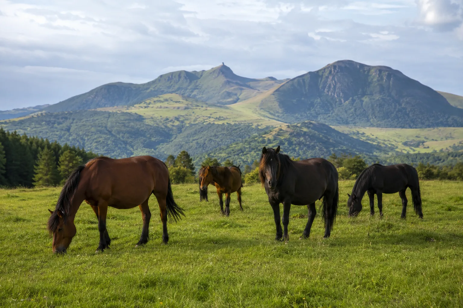 Troupeau de chevaux d'Azerbaïdjan paissant dans un pâturage de montagne verdoyant